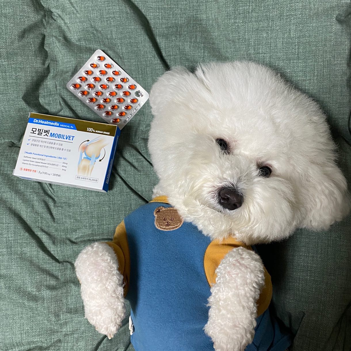 #제품제공

관절 튼튼! 비법이 모라구?! 👀

❛ 닥터힐메딕스 모빌벳 ❜ 

૭ 100% 휴먼그레이드 초소형 보조제

➜ 관절건강 개선에 도움
➜ 관절 통증 개선 및 항산화에 도움

오찌가 요새 하루도 빠짐없이 먹고 있는 제품은 ❛ 닥터힐메딕스 모빌벳 ❜ 관절영양제야!

오찌두 관절 건강이 좋지 못해 여러 영양제를 급여해봤지만 다리에서 뚝뚝 소리나는건 쉽게 잡아지지 않더라구 ( ɵ̥̥ ˑ̫ ɵ̥̥)

그래서 선택해본 ❛ 닥터힐메딕스 모빌벳 ❜

아직 급여한지 며칠 되지 않았지만 산책할때 점점 편안한 산책을 하더라구 🤍

이 제품은 동물병원에서만 구매 가능하다는 사실 ✨

100% 휴먼그레이드 초소형 보조제니까 믿고 급여 가능! 칭구들아 오찌랑 ❛ 닥터힐메딕스 모빌벳 ❜ 먹고 관절 튼튼 댕댕이 되보쟈 ( ̧⸝⸝⍢⸝⸝)ི

dr.healmedix_ 

#닥터힐메딕스 #모빌벳 #강아지관절영양제 #고양이관절영양제 #강아지관절 #고양이관절 #강아지영양제 #고양이영양제