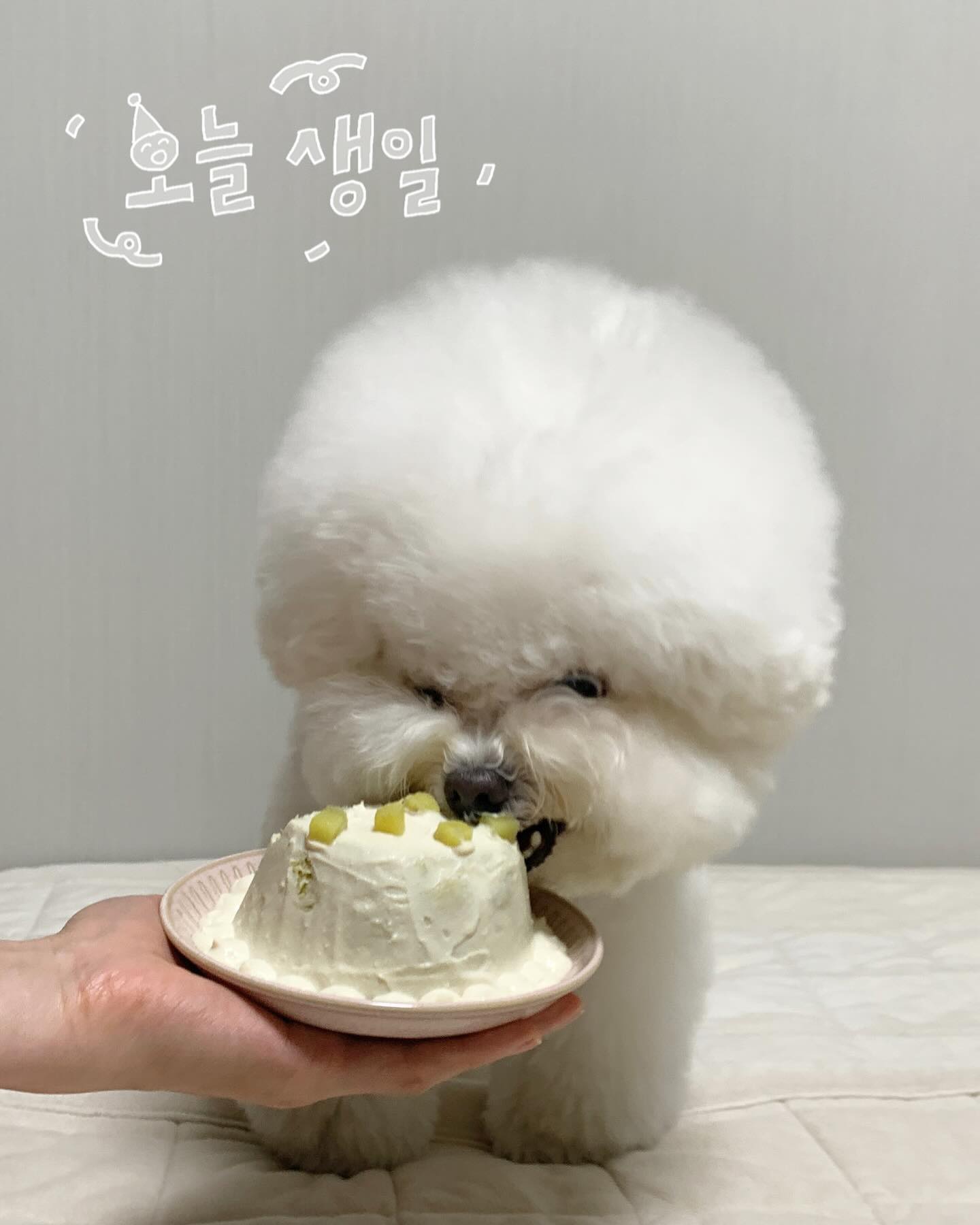 우리 가족에게 젤 소중한 막둥이 잔댜
다섯짤 생일 추카한다~~~!~! 🤍🤍🤍🤍🤍
누나가 누나 빵만 굽다가 잔디 생일 케이크 첨 만들어 봤는데 눈 뒤집고 공격적으로 먹어줘서 고마워..ㅎ(진심) 올해도 케이크에 촛불만 불었는데 내년엔 다시 스튜디오 가서 사진 찍자 꼬옥...!
항상 건강하자 애기 따랑해🫶🏻