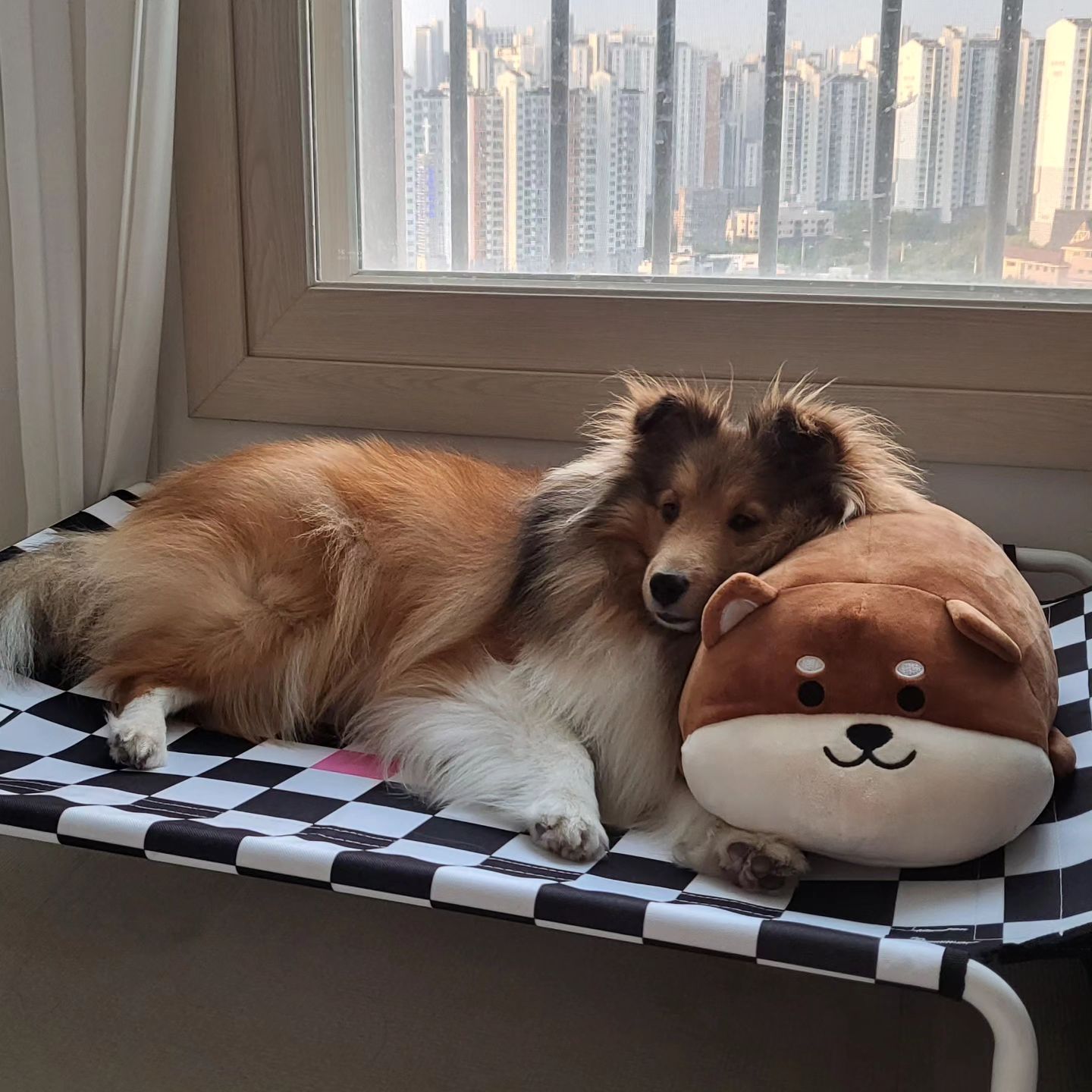 요즘 레몬이 최애 세븐펫 체커보드 강아지 해먹 🐶
세븐펫에서 신제품으로 출시했는데 털이 많은 레몬이한테 찰떡 덥지도 않고 높이가 있어 거실 창문 옆에 두면 시원하고 뷰 좋은 침대 겟 🫠 요즘 여기 올라가서 내려오질 않는다....ㅎㅎ 
앞으로 캠핑 다닐건데 캠핑시 사용하기에도 딱 좋을듯 ✔️

#강아지해먹 #강아지침대 #강아지침대추천 #강아지방석 #강아지캠핑 #강아지용풍 #멍팔 #귀여운강아지 #견스타그램 #견주소통 #댕팔