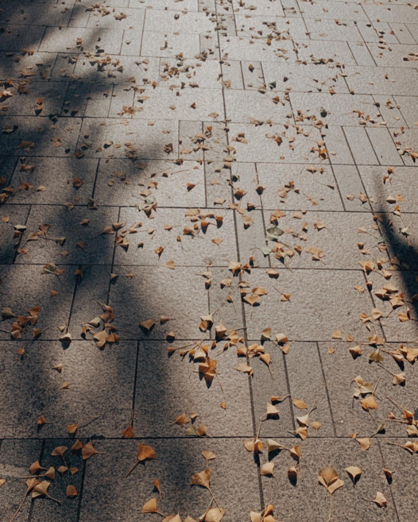 #autumcolors #autumnleaves #autumn #november #korea