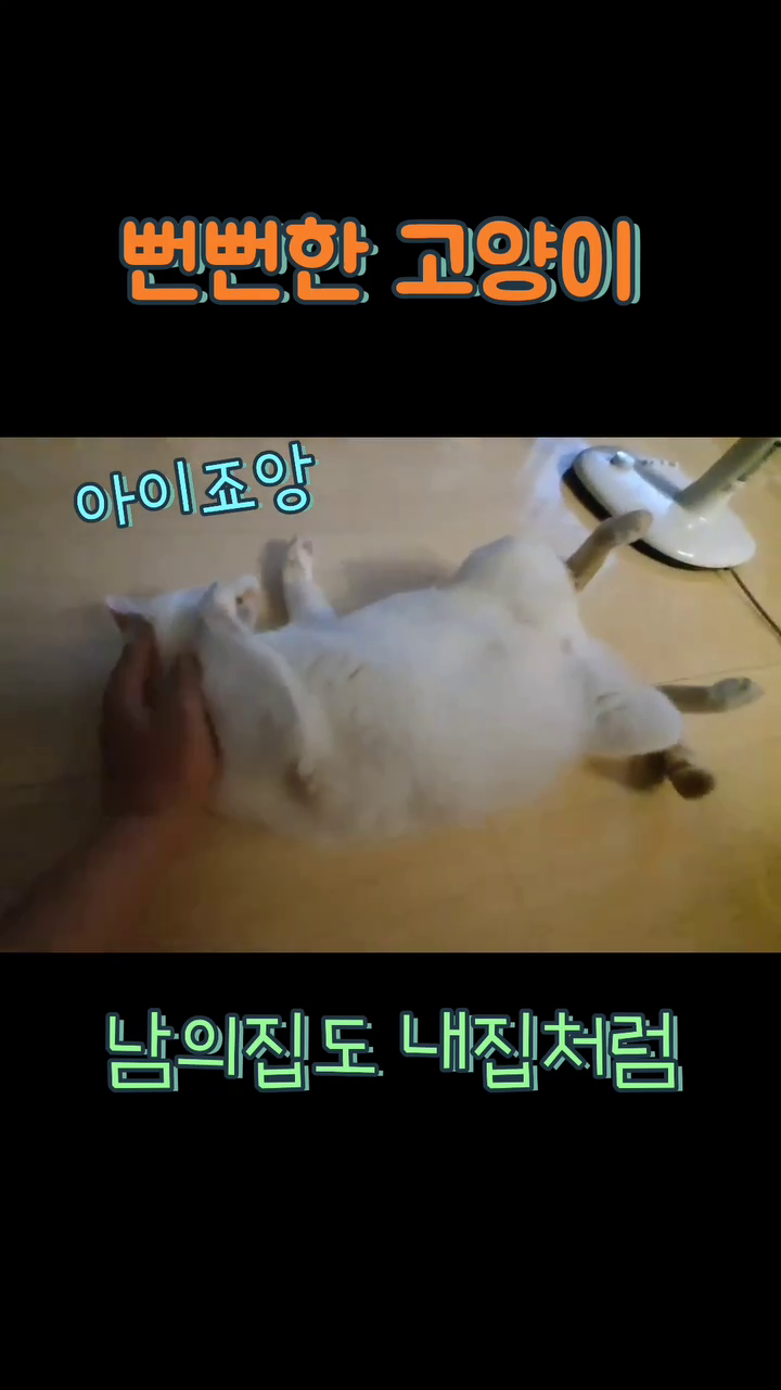 누운자리가 내집!!

#cutecat 
#cat
#catlover 
#개냥이
#귀여운고양이
#고양이
#뻔뻔한
#예쁜고양이 
#사랑스러운 
#cattv
#집사