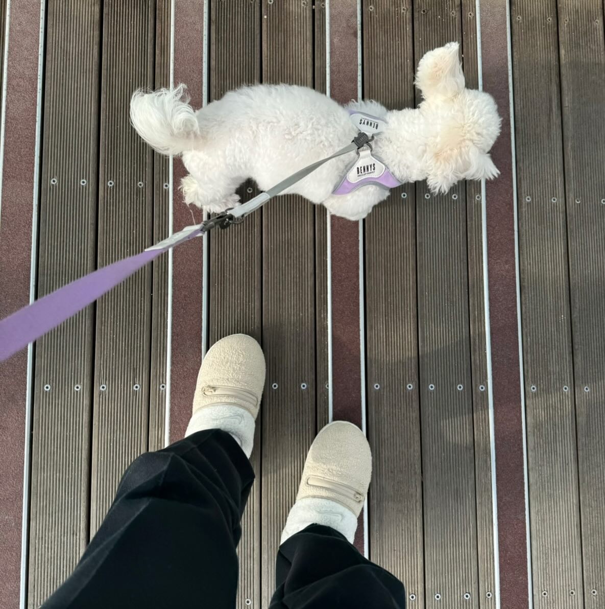 🐩

#산책가자 #뿌숑아 #반려견 #일상
#어느날찾아온비숑프리제 #댕댕이