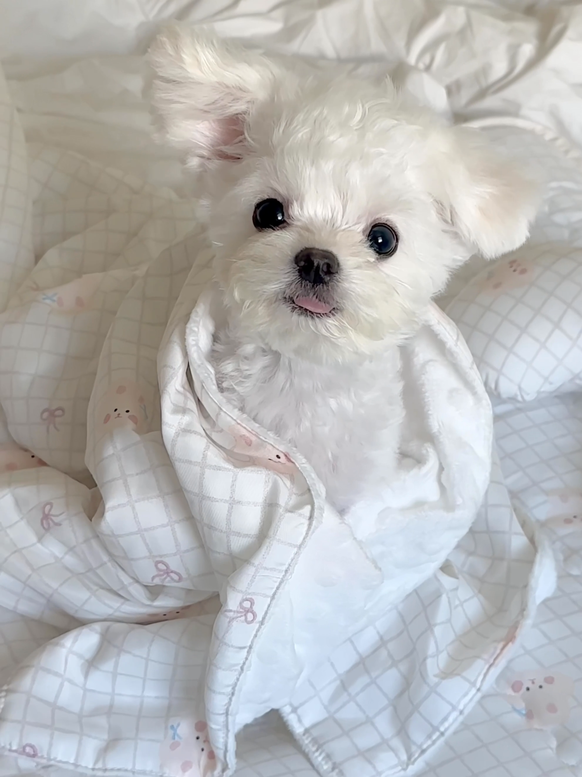 콘텐츠