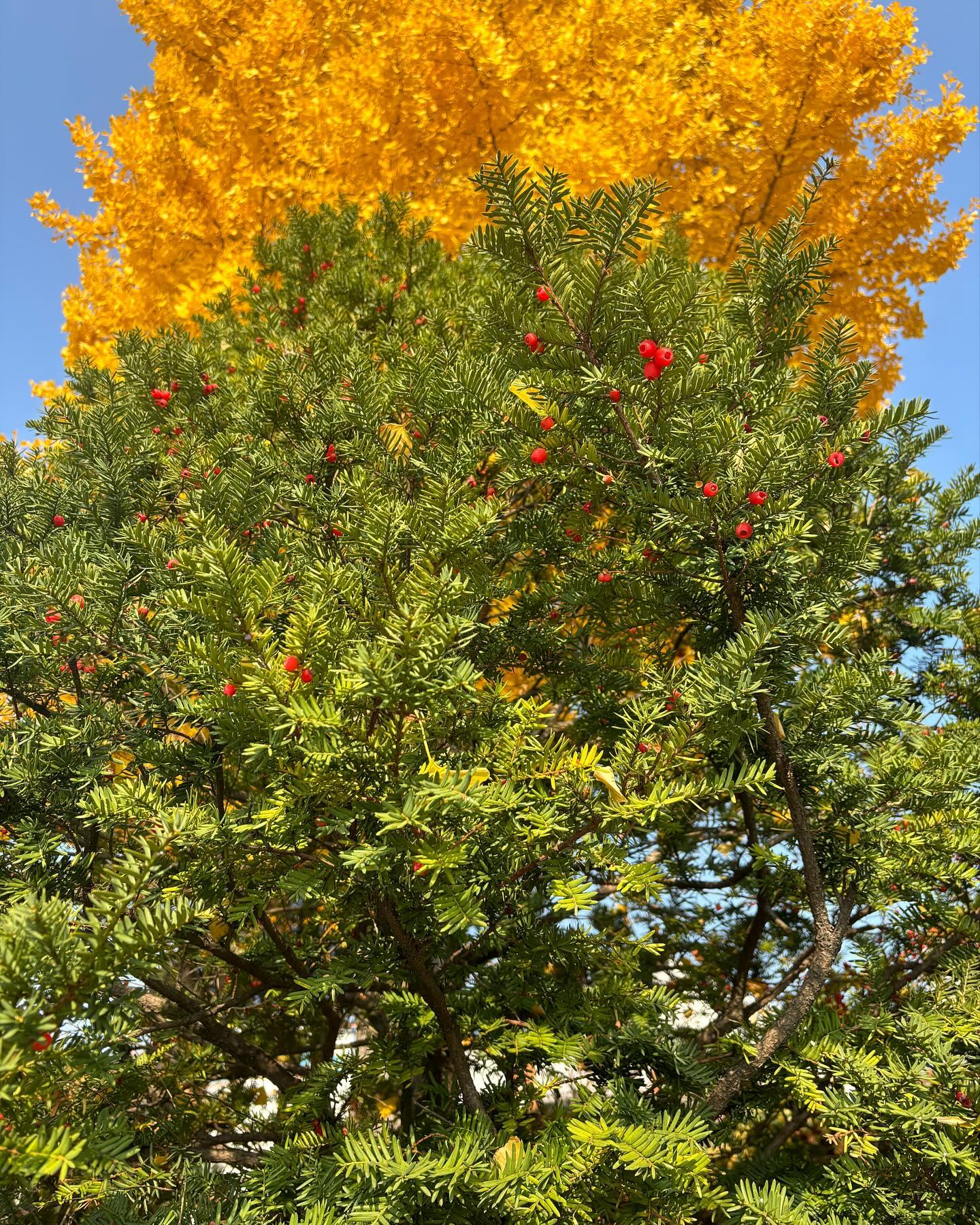 🍁🍂