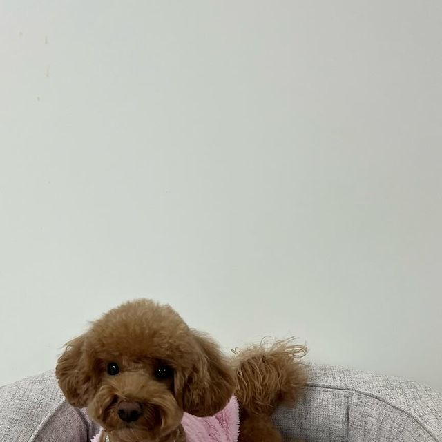 내이름은 바르🐶 on Instagram: "#광고 🐶바르가 푸름의 멍제 메모리폼 매트리스을 체험해봤오🐶 얘두라 너희들은 매트리스 어떤걸 쓰고 있오? 바르가 진짜로 좋은 매트리스를 추천해 줄게