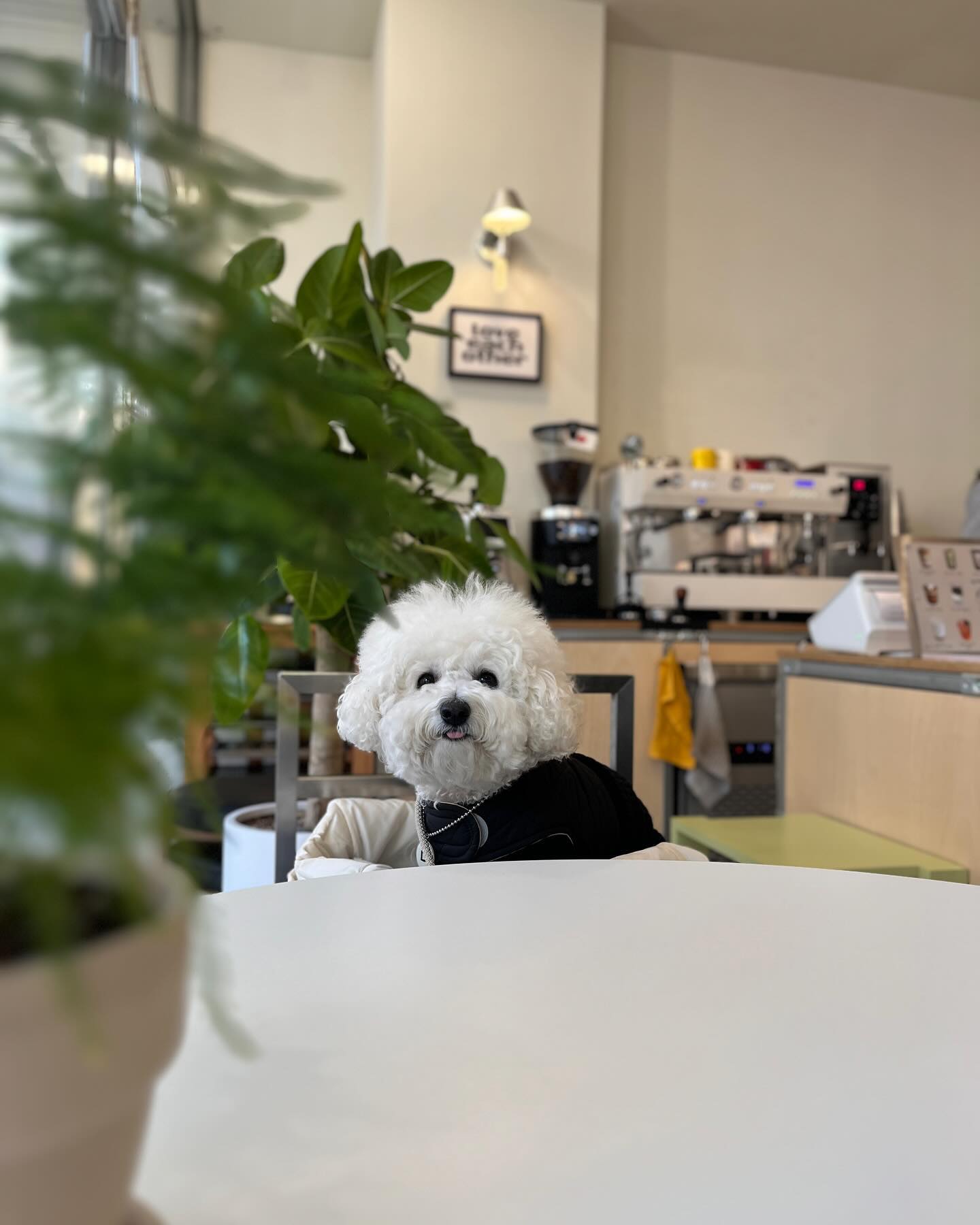 우리 꼬질이 
오랜만에 카페데이트하고☕️ 
이쁘게 미용했지✂️