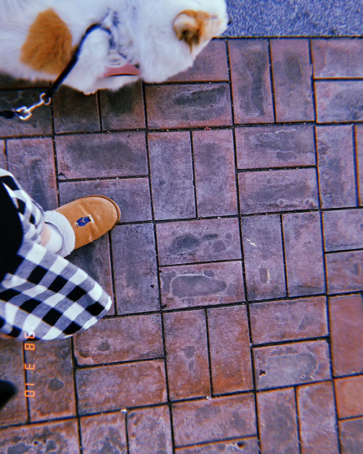 #240310 #강아지 #바리 #산책 #huji