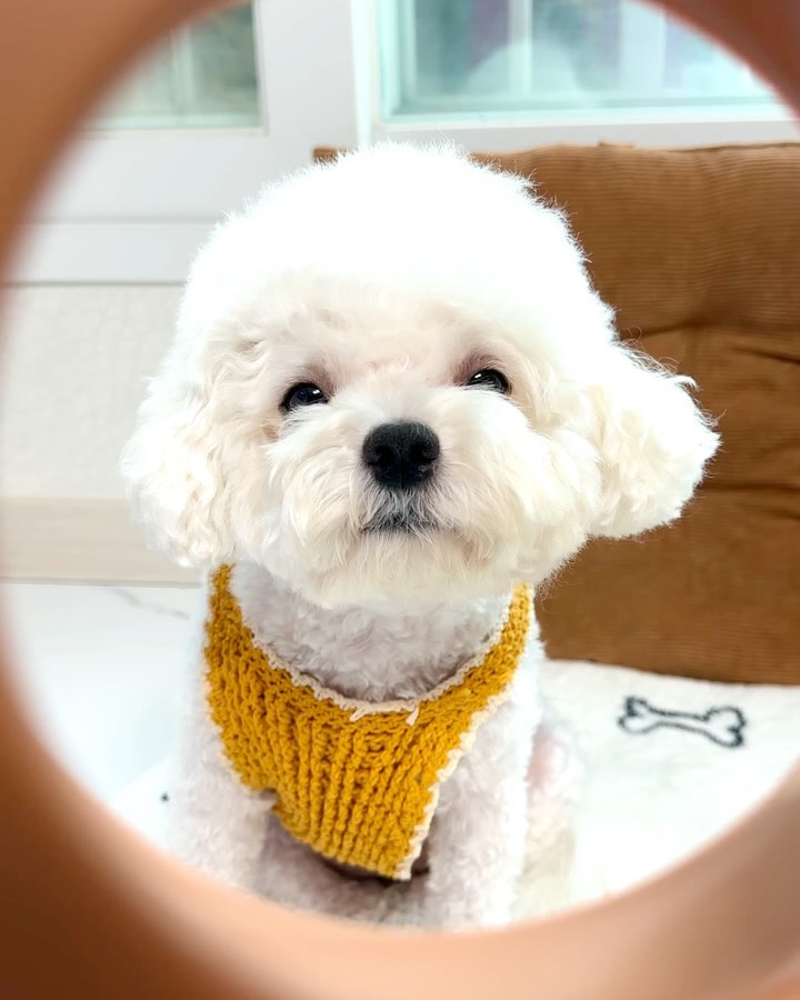 업체로부터 제공받은 제품입니다

🐾발 닦기 싫어하는 가나지는 무조건
[강아지 발 샤워기] 써야 한다구!!

🐾발사탕 엄청하는 안아나!!
산책하고 발을 잘 안닦아줘서 그런가 싶기도했는데
발 닦는거 엄청 싫어해서
발 닦기=목욕 수준…😭

인스타에서 발 샤워기보고 괜찮을까…? 하다가
사용해봤는데 이건 무조건 써야 하는거!!

🐾포포샤워 강아지 발 샤워기는
1. 강아지 다리와 발 부분만 쉽고 깔끔하게 씻길 수 있는 반려견 발 전용 샤워기이고
2. 물티슈로 닦는 것보다 확실하게 이물질을 씻겨낼 수 있어!
3. 근데 또 빠르게 발 부분과 낭비되는 물 없이 최소한으로 씻길 수 있게 제작되었어!
4. 샤워기 18도 아래쪽으로 분사되는 물분사 각도랑 물튀김 방지가드까지 꼼꼼한 설계로 제작되어서 물난리 안나는 점!
5. 아나처럼 물 싫어하는 반려견도 스트레스없이 사용할 수 있고
6. 보자마자 우아 한만큼! 여러 기관에서 인정받은 아이디어 상품이야!
7. 엄빠 샤워기 호스에 브라켓 연결해서 같이 쓸 수 있는 것도 너무 좋아!

우리 아가들 발사탕 안하도록 깨끗하게 씻고
엄빠도 편하게 씻길 수 있는
포포샤워기! 아나가 강추해🐶

🎁thanks to pawpawshower