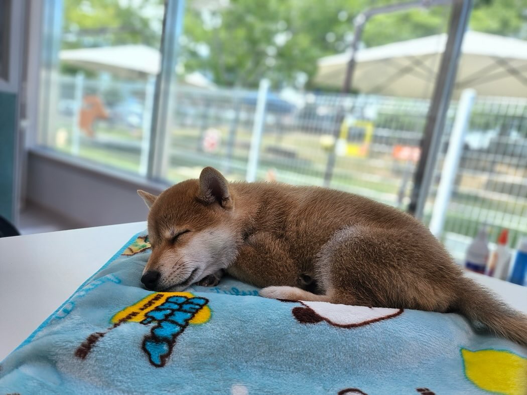 내이름은 누룽지🐶

#순천만국가정원 
#애견놀이터

순천에서 만난 옥희랑 같이 뛰어논 룽지ㅋㅋㅋㅋ
무럭무럭 자라렴💚