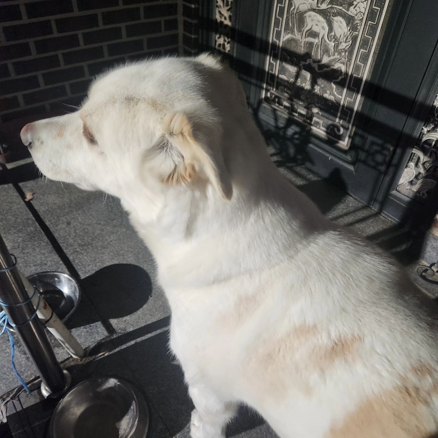 술 먹고 들어 온 눈나 철저히 🐶무시하기 술 냄새 많이 나니 라떼야....?