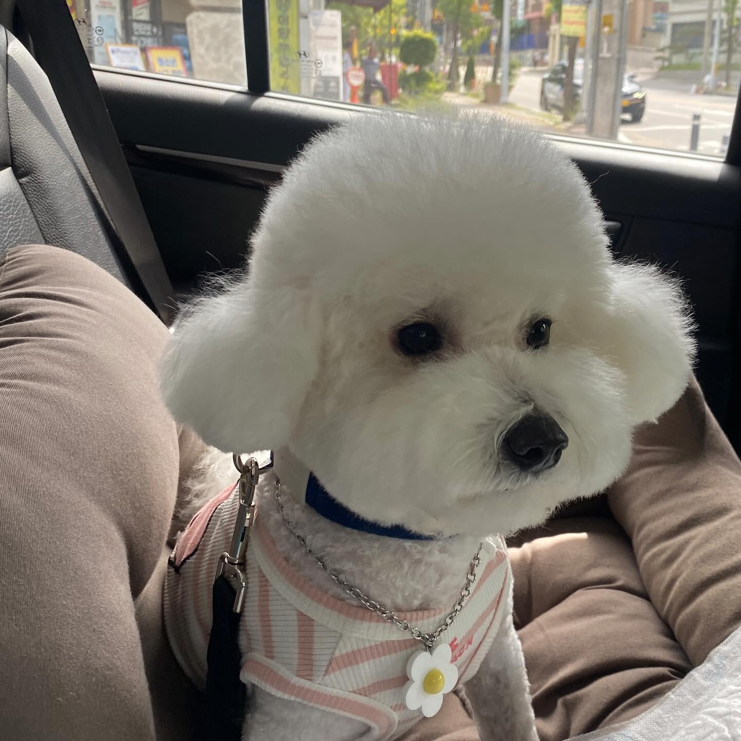 누낭 우리 오디가?!🐶🤍

#비숑 #비숑프리제 #미니비숑 #비숑타임 #댕댕이 #강아지 #강아지모델 #애견  #댕댕이일상 #🐶 #일상 #반려견 #반려견소통 #반려인 #오늘의강아지 #dog #こいぬ #애견동반 #애견동반카페 #애견카페 #강아지동반 #산책 #비숑미용