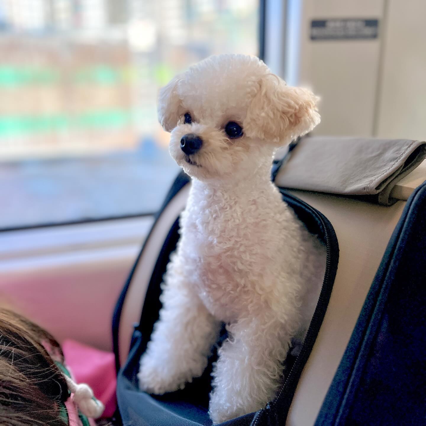 올림픽 중계중인 몽댇만나러 간다아🚅
애기때부터 KTX 많이타서 여유로운 몽이 뒤태보고가세요오
비행기, 배 모두 섭렵중🤭
몽이 재밌게 놀고오께😏

#강릉여행 #ktx #반려견동반여행 #강릉맛집 #몽 #몽이 #몽이는몽글몽글 #몽이여행기 #강릉반려견동반 #강릉반려견동반여행 #강릉숙소 #겨울여행지 #2024청소년동계올림픽 #올림픽 #소통 #댕팔맞팔 #협찬디엠 #협찬환영 #귀여운강아지 #멍스타그램 #댕플루언서 #견플루언서 #숙소추천 #여행기록
