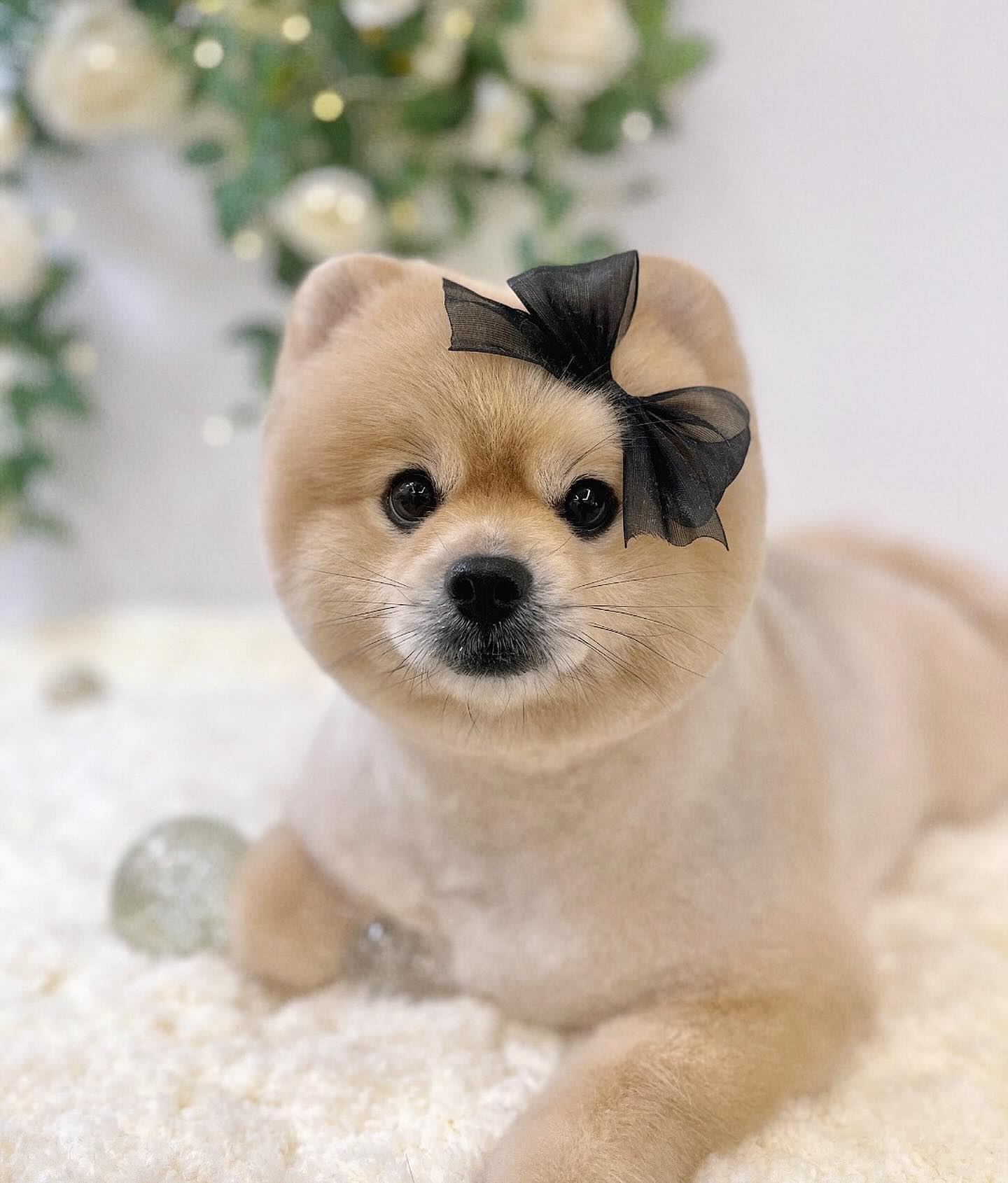꽃단쟝

#선팔 #맞팔 #좋반 #댕댕이그램  #멍스타그램 #강아지협찬 #강아지모델#포메라니안 #비숑 #푸들  #멍팔 #댕팔 #dogstagram #dog #instagood #likeforfollow #likeforlikes #l4l  #ffff