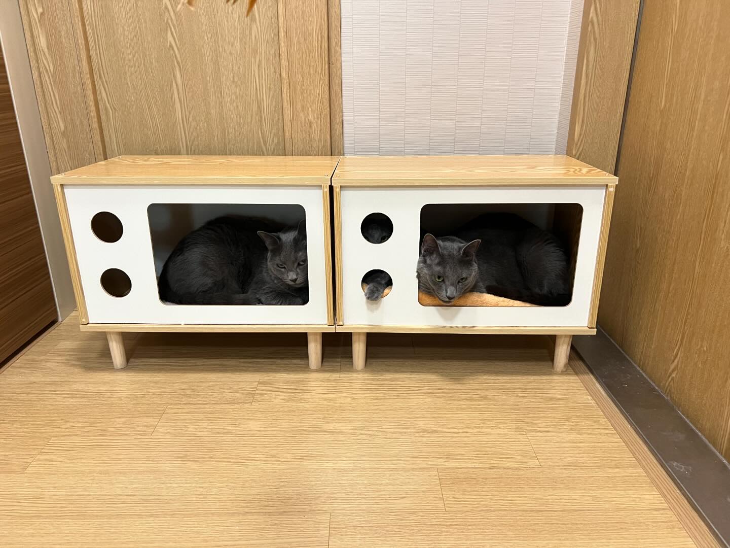 허깅펫츠 댕이와냥이 고양이 하우스 테이블

#허깅펫츠 #냥이가좋아 #러블 #러시안블루 #고양이 #猫 #ねこ #cat

hugging_pets1