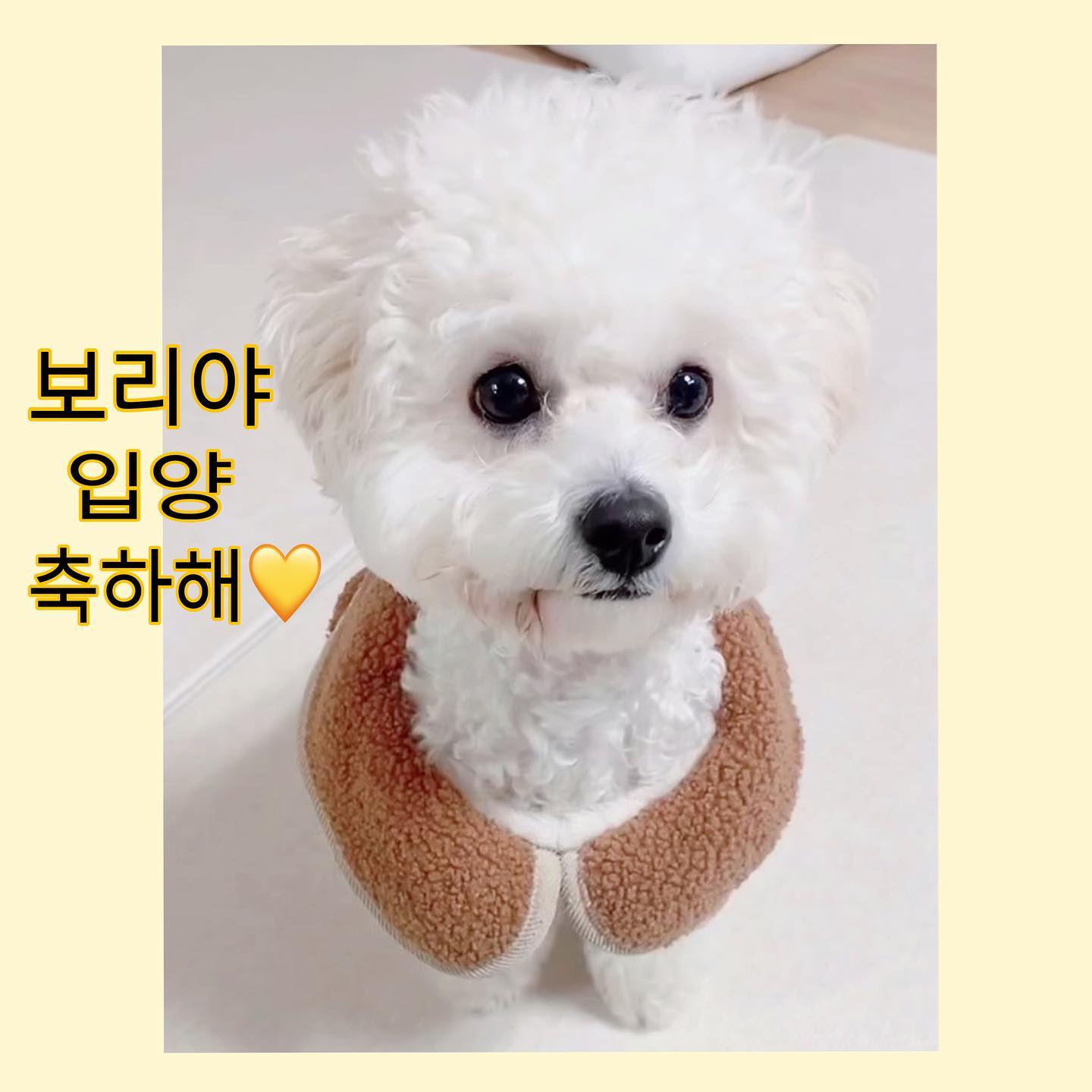 ❤️축 입양❤️

우리집 하숙생 막냉이 입양 축하해! !
보리는 좋은 가족들을 만나 망고네집 둘째 강쥐로
입양을 가게됐습니다🙇🏻‍♀️
보리는 보니로 새로운 이름이 생겼어요!
보리가 계속 바뀐 이름에 힘들어 할까봐 일부로 비슷하게 
바꿔주셨더라구요 💗보니💗
방금 용인에서 가족분들을 다 만나뵙고 보리랑 솜이 열심히 
뛰어 놀다가 잘 보내주고 오는 길이에요 :)
처음엔 새끼 강아지 친구가 있는 집이라 몇 번이고 안된다고 
입양은 안될꺼라고 말씀을 드렸으나  보리를 그냥 보러라도 
오겠다며 먼 용인에서 보리를 몇 번이나 보러 와주셨어요!! 
처음 부터 가족분들도 모두 와주셨으며 기존 애기 강아지와
합사가 어려울 경우 분가까지도 생각하실 만큼 보리에게 정말 간절한 분이셨어요! 
(기존 강아지 (망고) 주보호자 - 어머님 , 
보리 주보호자- 언니분이 되실거에요🙂)
간절함은 통하나 봅니다 …💗
보리도 애기고 망고도 애기라 좋은 친구가 되지 않을까 싶네요! 보리는 워낙 사람을 좋아해서 가족들이 많은게 좋을 거 같다 
생각했거든요 :)
우리 보리 얼마나 행복하려고 그간 힘들었을까요
보리야 언니가 잘못해줬던거 다 잊고 
행복했던 기억만 가져가길 바래 
우리 똥깡아지 행복해야해!!!!!!!!!!!!!!!!!!!!
내가 많이 미안하고 또 미안하고 사랑해
더 더 행복해져서 꼭 만나자 
사랑해 사랑해 사랑해 사랑해 사랑해 !!
이제 👉🏻보니👈🏻 로 새출발하는 보니의 앞날을 
응원해주세요 🙇🏻‍♀️💗
보니의 계정이 만들어진다면 그때 이 게시물에 태그 걸도록 하겠습니다 !!
👉🏻bonniebogomango 보니 계정입니다💚👈🏻
보리 입양 신청해주셨던분들도 너무 감사합니다 !
강아지도 사람도 다 인연이 있더라구요
앞으로 유기 동물에 조금만 더 관심 가져주시면 정말 감사하겠습니다 ! !

#보리이야기 #사탕이이야기 #보니이야기 #유기견 #사지말고입양하세요 #입양 #성공적 💗💗