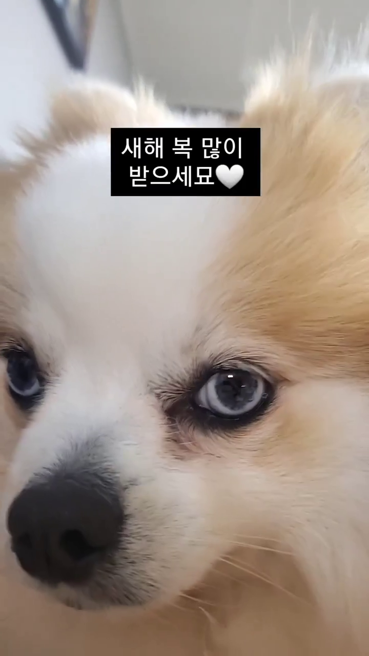 다덜 새해 복 많이 받으세묘🐰🤍
강아지친그들 
우리는 항상 건강길만 걷자묘👻