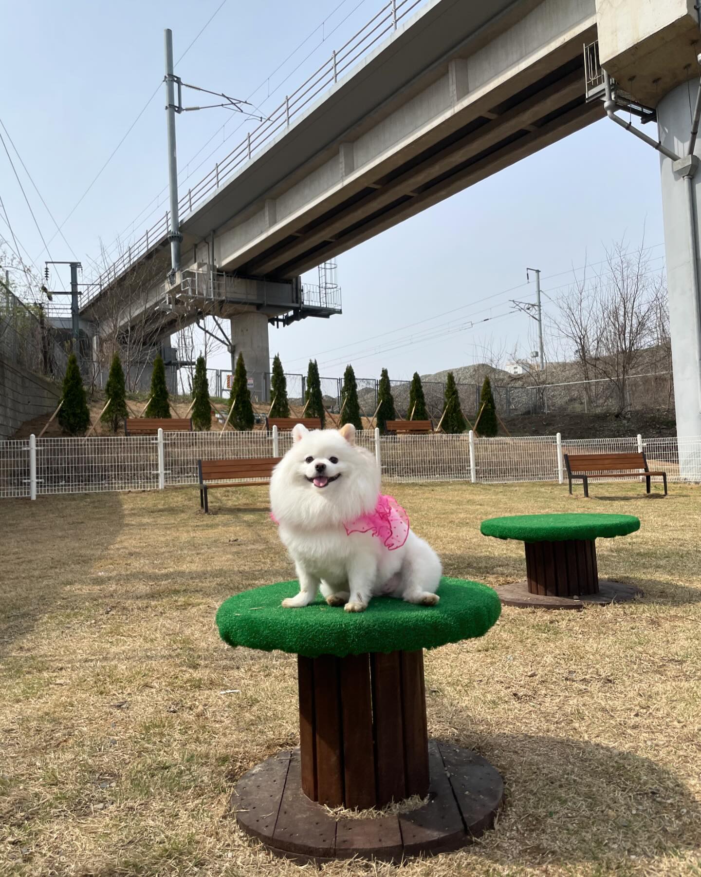 꺄❤ 우리동네에 드디어 반려견놀이터 생겨찌롱!!🥰
어제 비왔으니 오늘은 바닥에서 뒹굴꺼니까 쉿🤫

#비온뒤산책🐾 
#대구생각을담는정원 
.
.
#우리 #포메스타그램 #포메라니안 #폼피츠 #일상 #일상스타그램 #강아지일상 #멍팔 #맞팔 #선팔 #견주맞팔 #소통 #소통해요 #패셔니스타 #애견옷 #강아지옷 #강아지모델 #강아지용품 #강아지그램 #강아지스타그램 #강아지인스타그램 #견스타그램 #댕댕이스타그램 #강아지 #인싸