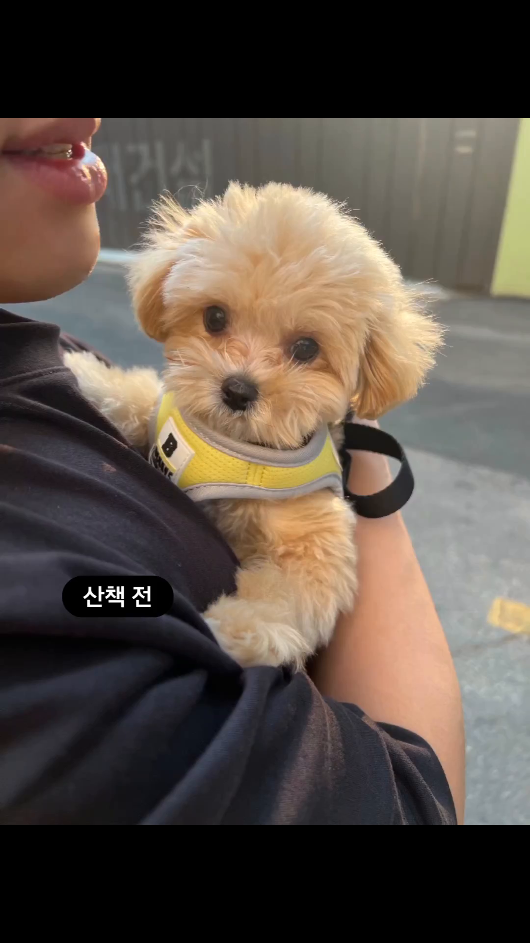 콘텐츠