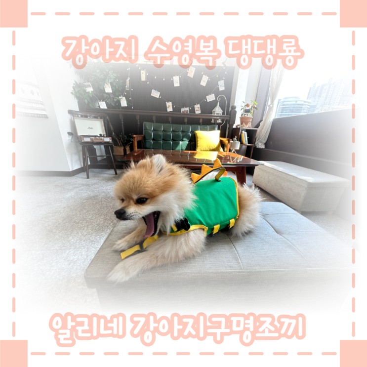 강아지 수영복 알리네 강아지 구명조끼(feat. 댕댕룡)