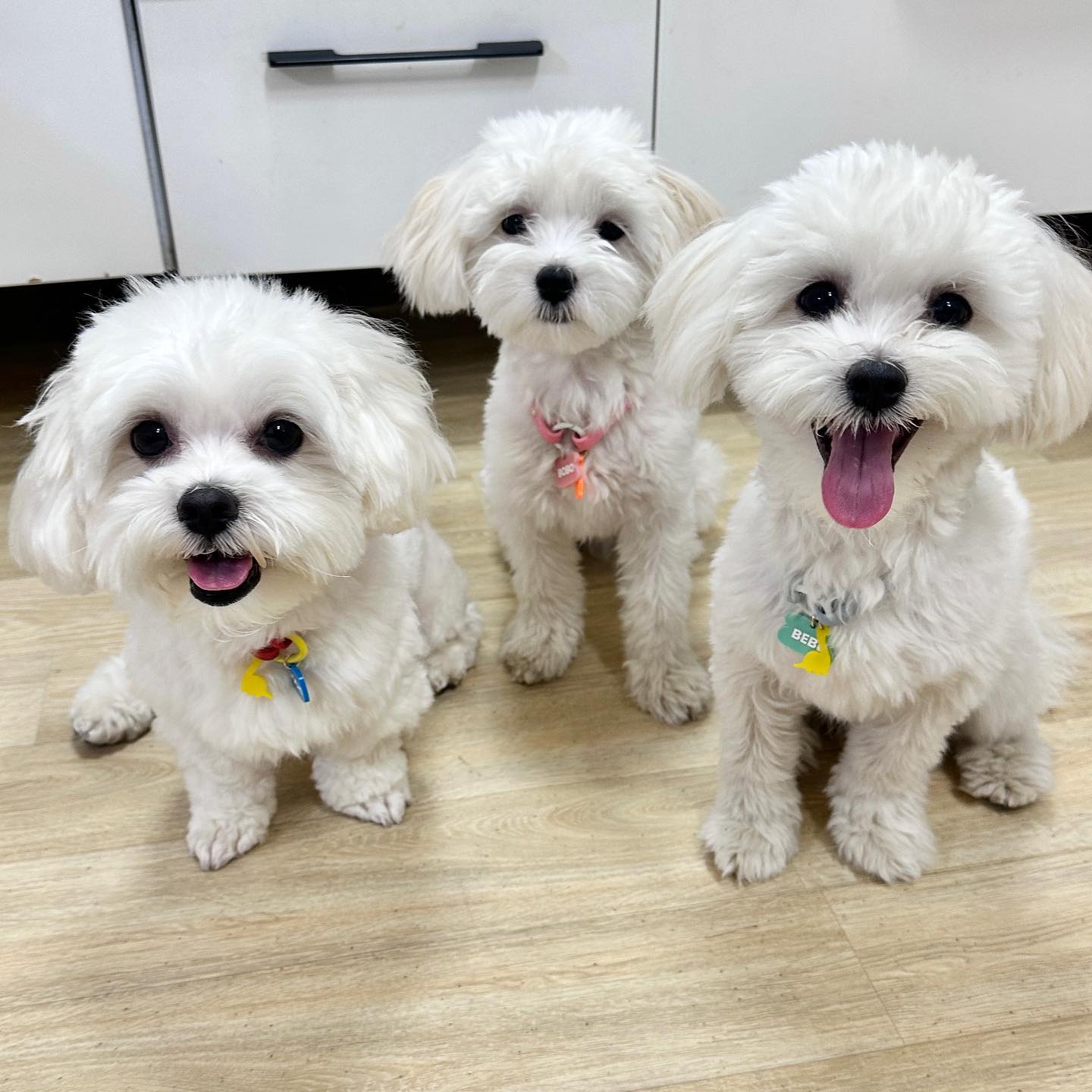 우리 애기 이름표 맞췄어요!! 누가봐도 가족🤩ㅋㅋㅋ