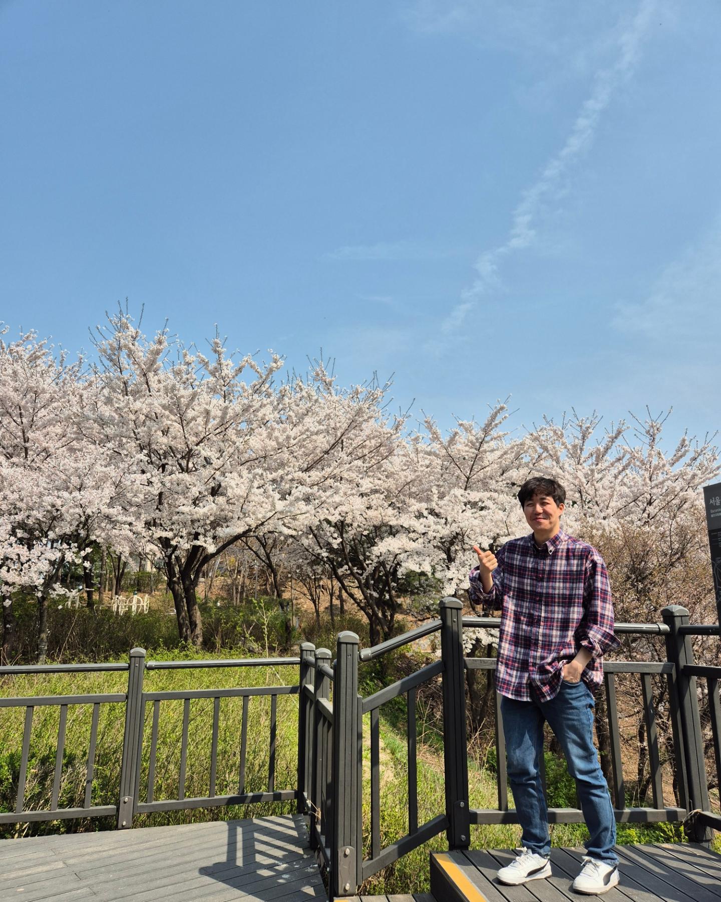 2024년도 벚꽃 보기 MISSION SUCCESS 
#벚꽃 #桜 #さくら #SAKURA