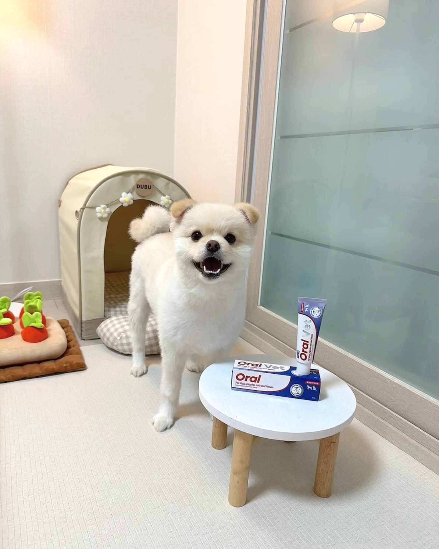 #협찬 #제품제공 #페노비스서포터즈3기 

바르기만 해도 구강관리에 도움을 주는 반려동물 임상균주 치약penovis_kr 오랄벳 치약✨

✔️반려동물 구강토탈케어 임상균주인 Weissella Cibaria를 사용해
치아결석 , 플라그 , 치은염을 예방하여 구강케어,구취제거에 도움
✔️구강 항산화 작용으로 구강 노화의 원인인 활성산소 제거
✔️구강점막의 재생을 촉진하여 상처치유에 도움

흐르지 않는 쫀득한 제형으로 치아에 밀착되면서 오랫동안 남아있어 
발라만줘도 양치 끝 ! 성분 좋고 안심하고 사용할 수 있는 Penovis Oral vet 추천🦷✌🏻

🏷️ penovis_kr