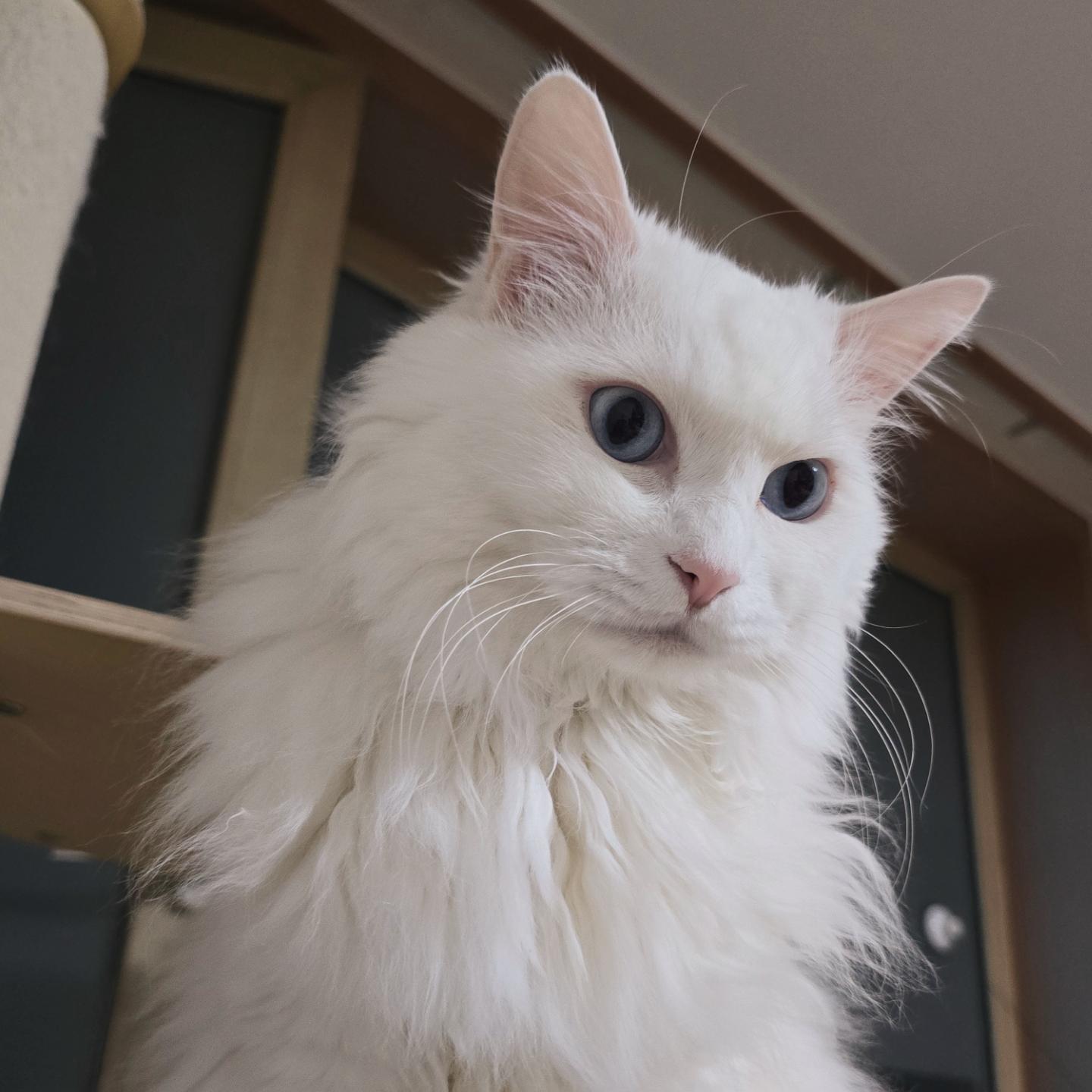 크아아아아아앙 💙
이쁜 랑구리
.
.
 
❤️🧡💛💚🩵💜🩷
.
.
.
#우유네 #스토리 #다묘가정 #6묘 #냥이 #cat #kitty #ぬこ #고양이 #랑이 #노르웨이숲고양이 #놀숲 #blueeyes #ㅋㅋㅋ #귀엽 #북적북적 #이쁜이 #귀요미 #우리집  #집사의길
