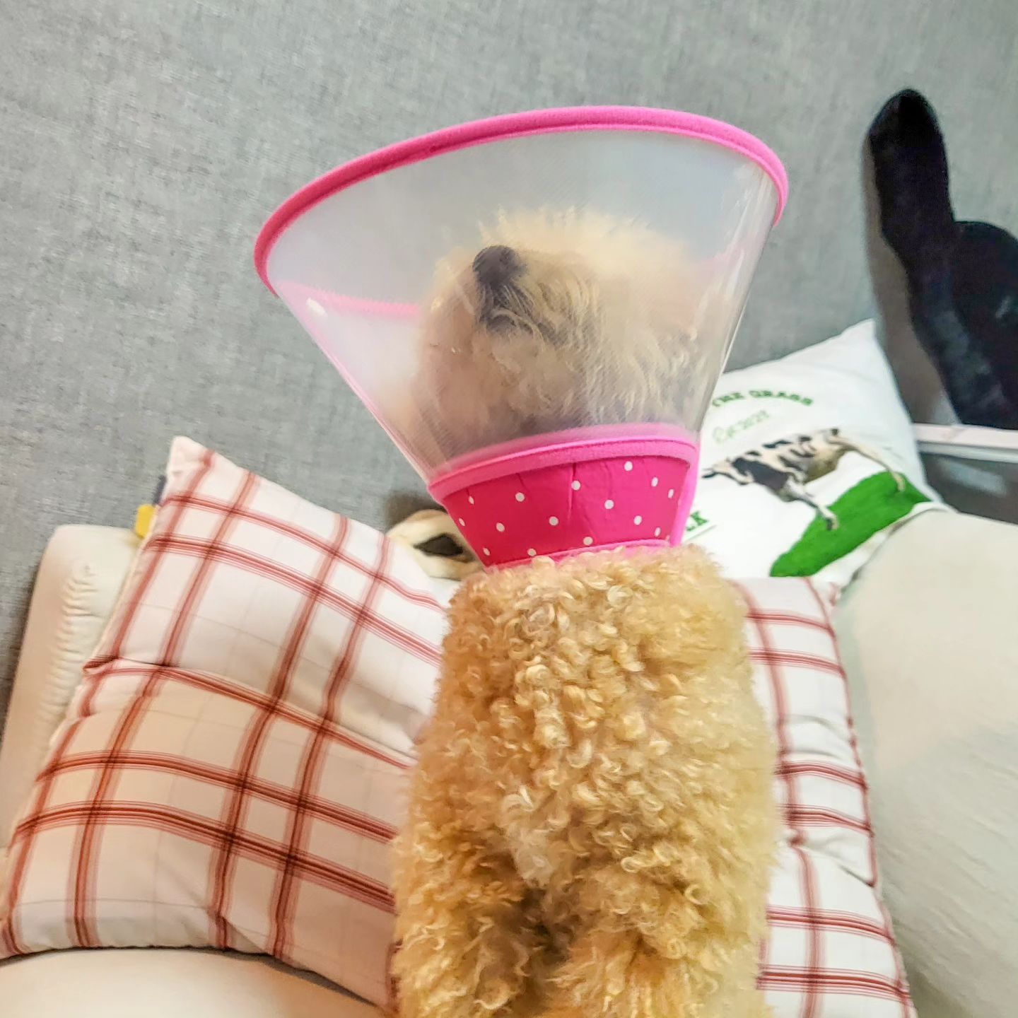깔때기에 갇힌 개샤넬
어이없단 표정으로 벗기라고 쳐다보는데
제가 더 어이없거든여ㅠ?
얌전히 쓰구 계세요ㅠ