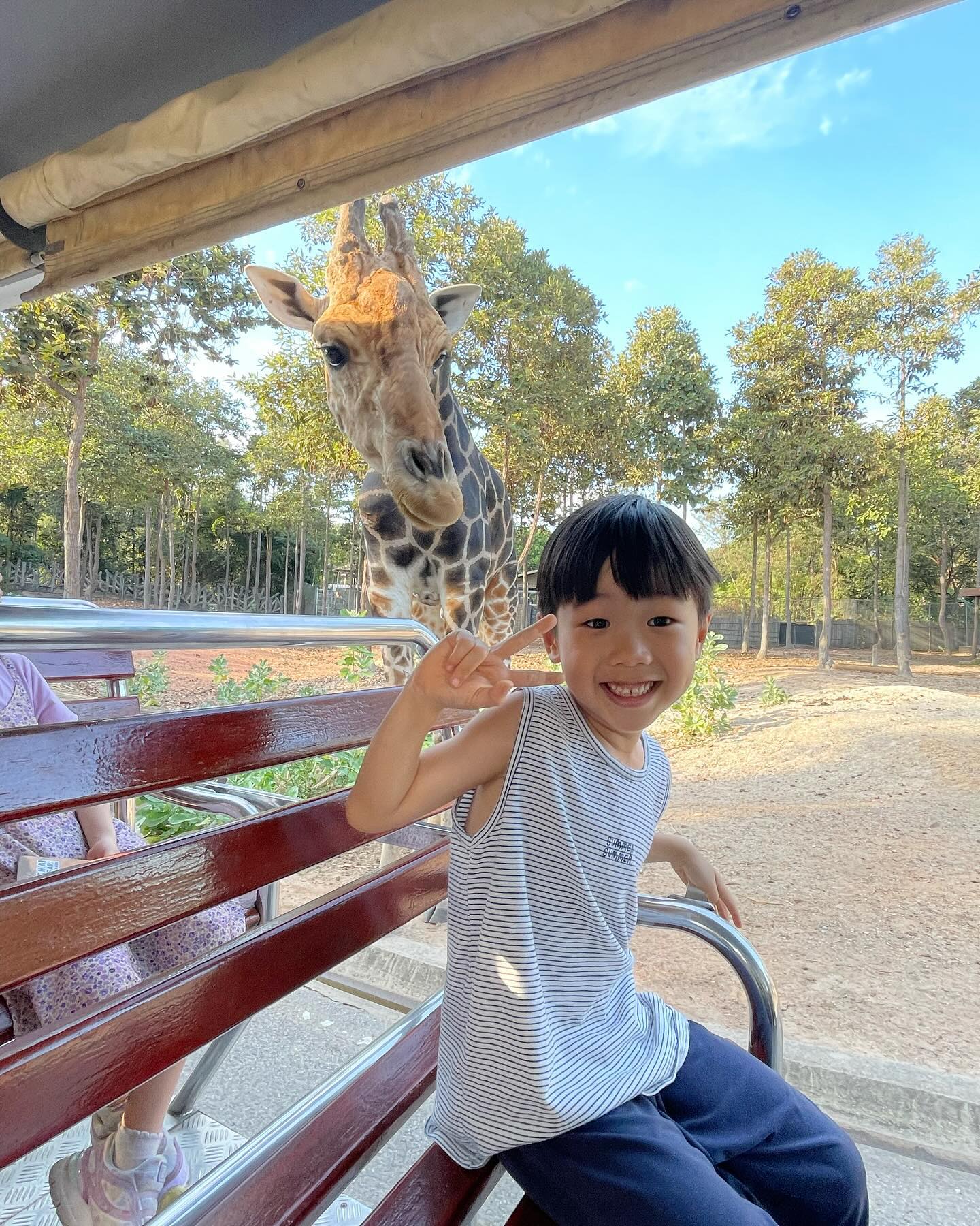 치앙마이 여행 중 두번째로 좋았던 나이트사파리!🦓🦒
진짜 가까이서 동물들을 만날 수 있다
맨 앞자리 앉았더니 유일하게 먹이주기 체험까지!!
옛날에는 먹이주기 많이했다는데
코로나이후 싹 없어지고 운전자랑 가이드만 줄 수 있는데
가이드분이 도겸이 🍌줘서 체험함👍🏻👍🏻
동물들이 과일 얻어먹었던 기억이 있어서
트램차가오면 얼굴 내밀고 뭐 안주나 따라다닌다 ㅋㅋ
제일 웃겼던건 흑곰!🐻‍❄️
가이드가 업업!!! 하니까 진짜 사람마냥 벌떡 서있던ㅋㅋ
인형탈 쓴 사람 아닌가싶었닼ㅋㅋㅋ
.
피드하나로는 택도 없는 #치앙마이나이트사파리 
#도도형제치앙마이🙂