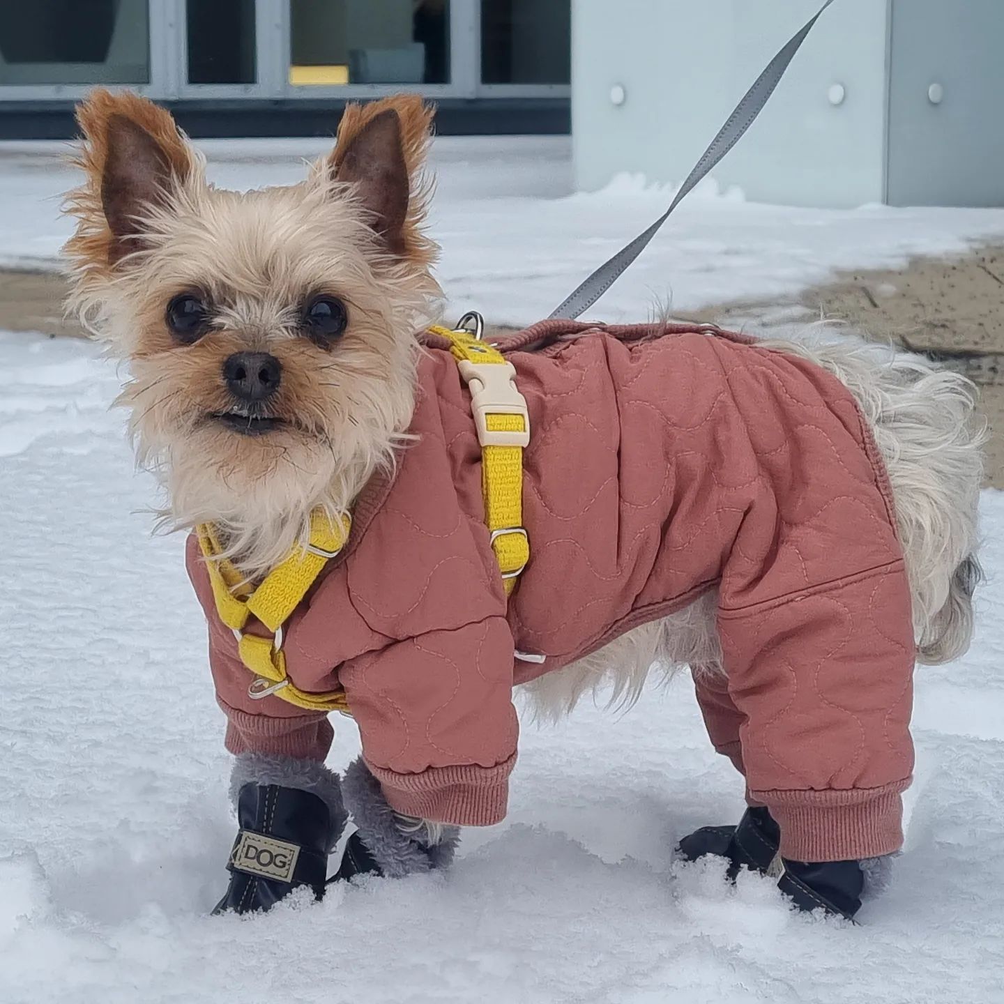 .
김몽이 쌓인 눈은 처음 밟아 보는 듯❄
.
.
#몽이 #반려견 #독일 #일상
#UGG #짭 #DOG