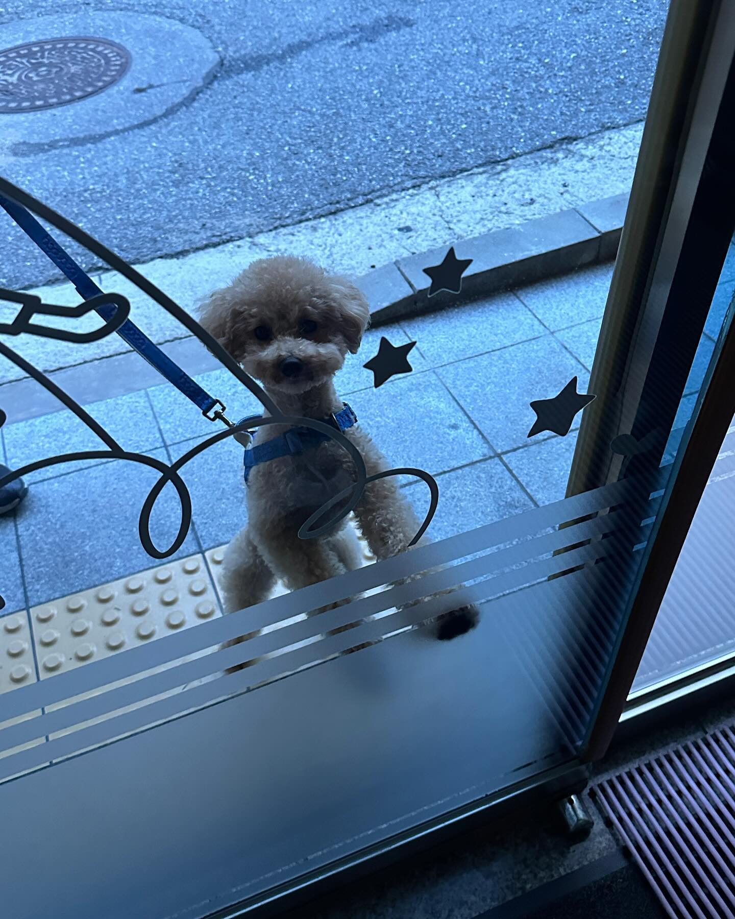 퇴근할때 항상 마중나오는 톨💛