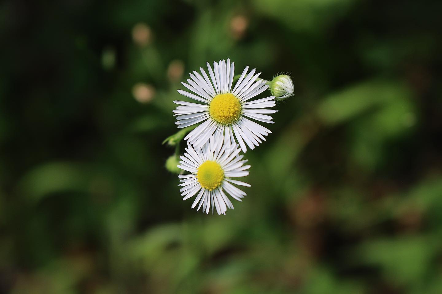 개망초 꽃말:화해

#꽃사진 #개망초꽃 #사진소통 #flowers #감성사진