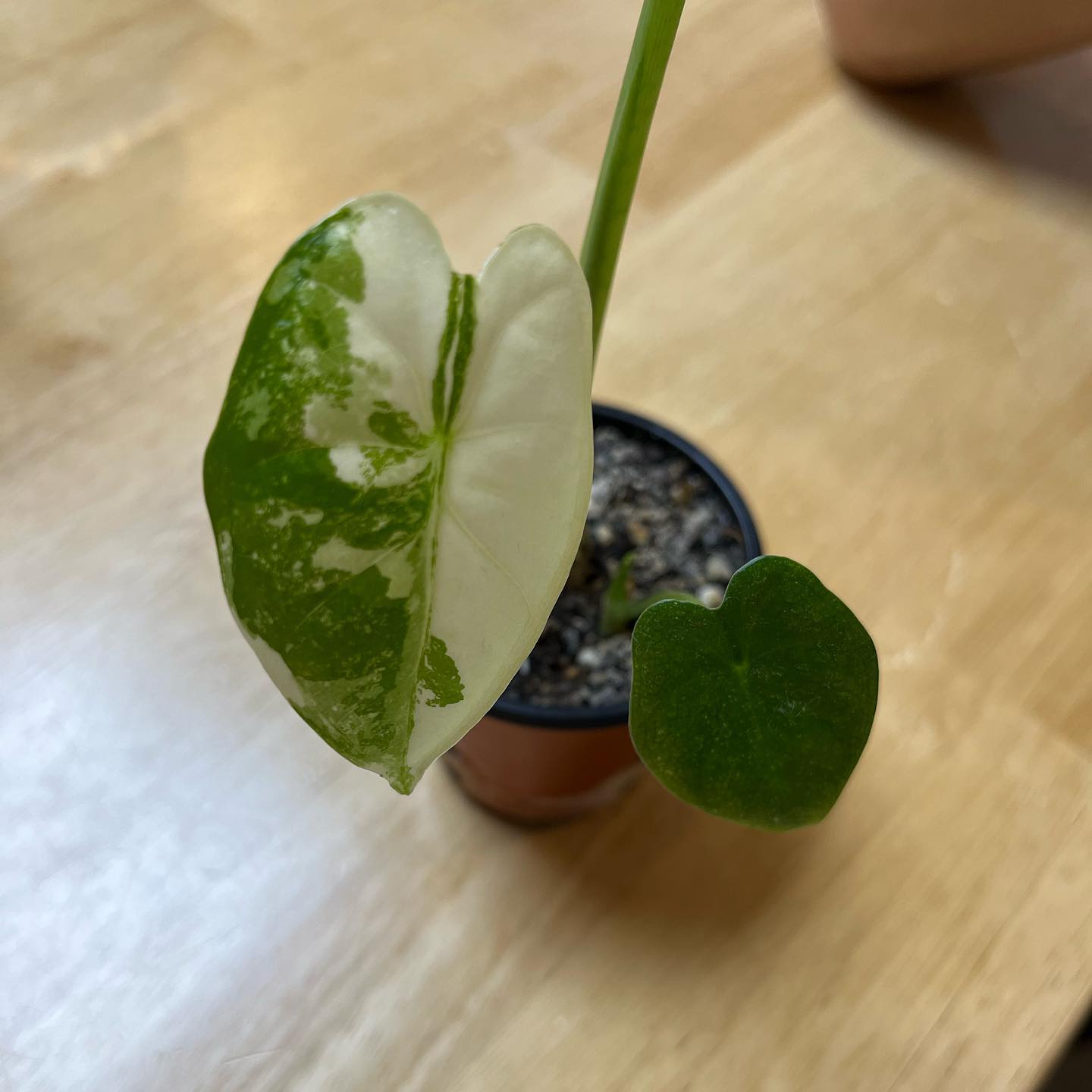 척박한 화분 사이즈에도 자구를 4개나티워준 무프덱😍 

담주에 큰 집으로 이사해줄께:)

#무프덱
#무늬프라이덱
#식스타그램
#플랜테리어
#희귀식물