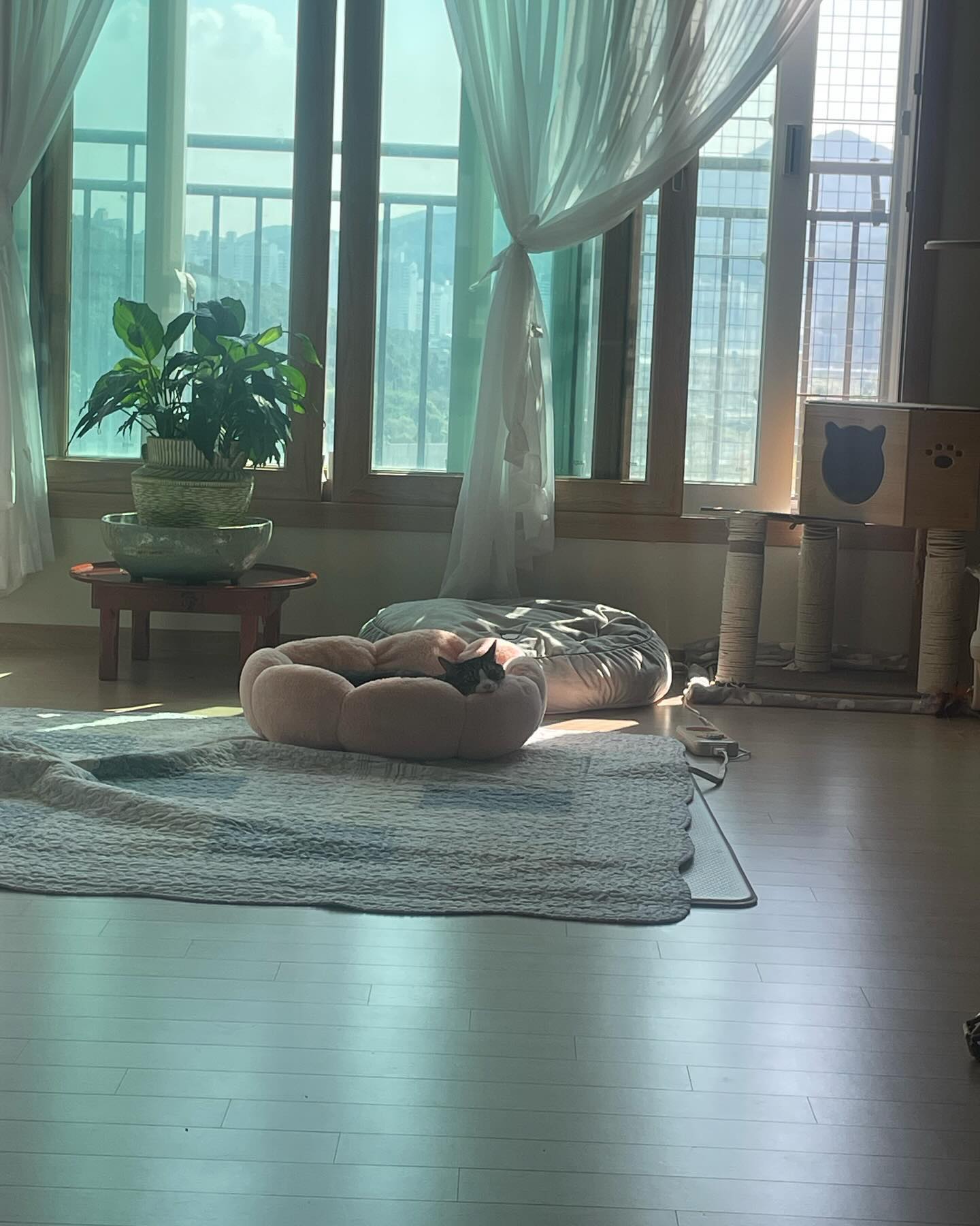 천고냥비  天高냥肥 의 계절🏞️ 거의 종일 졸려용냐옹 #코코는잠꾸러기❤️