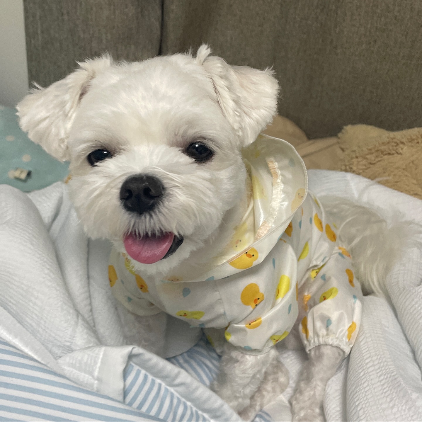 나 신루이, 비가 와도 산책할 수 있어!!!