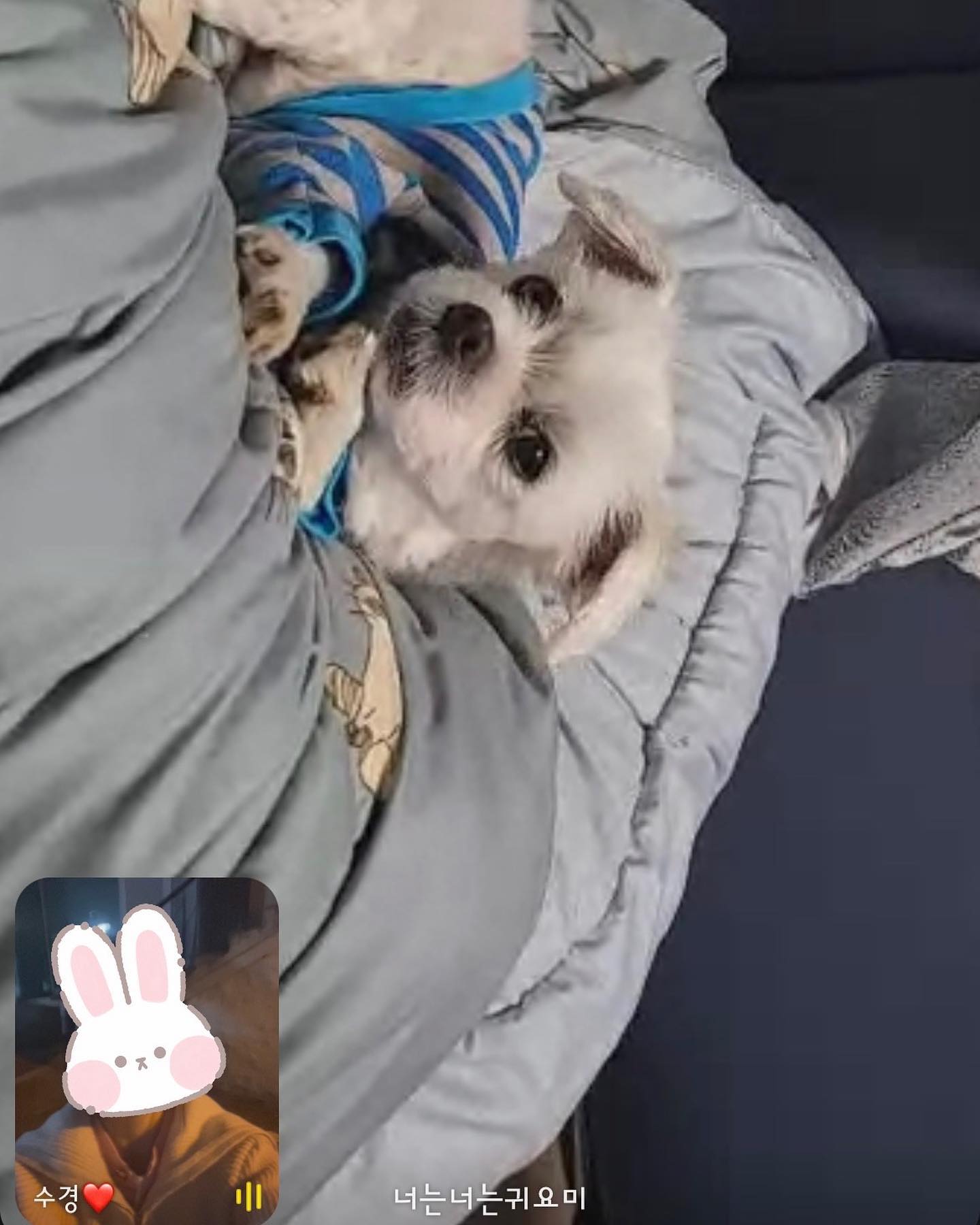 #개은우 #차은우 #얼굴천재

큰눈나가 자꾸만 영상통화 하자구 난리난리😭
영통 하기 싫어서 도망가니, 짝은 눈나가 나 잡으러 집까지 쳐들어옴😤😤
콩이 아픈뎅, 정말 귀찮은 눈나들😭😭

#아프다아파 #나좀쉬자 
#누나들사랑듬뿍❤️ #누나들사랑독차지 

⠀
#오콩 #콩이 #대전토박이 #대전토박이랍니다🙋🏻‍♂️ #대전의아들 #대전의개아들 #차은우닮은강아지 #차은우닮은꼴
#말티즈 #강아지 #maltese #dog #멍멍이 #댕댕이 #반려견 #견주소통 #멍팔 #멍팔환영 #멍팔맞팔 #댕팔맞팔 #강아지친구 #강아지친구환영 #강아지친구들맞팔해요❤