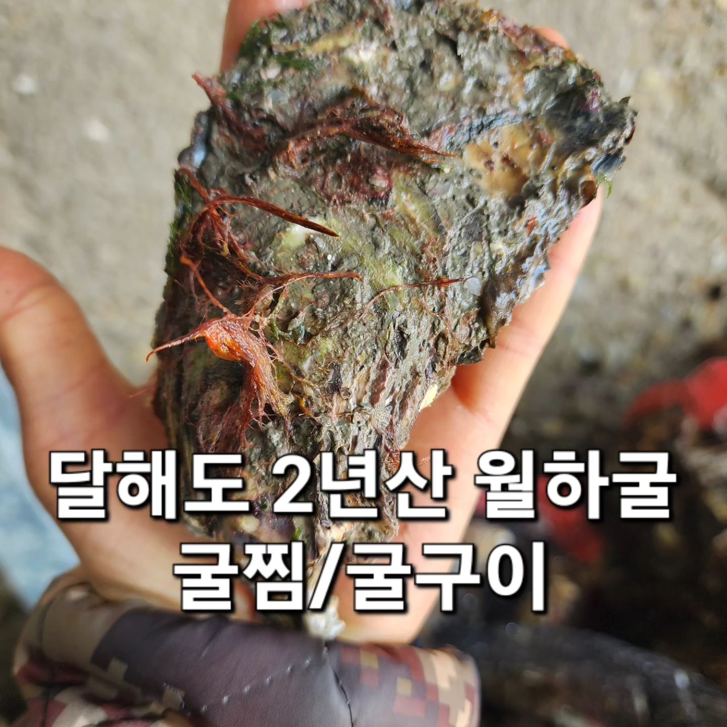 #굴찜용 #굴구이 10kg 
37000원 #무료배송 !

이제 #굴 도 막바지에 들어가네요. 올해 조업을 끝낸 집들이 속속 나와요~ 아직도 #제철 굴 안먹은 바보가 있을까요?ㅋ
#캠핑 #야외 #주말 필수~ 불피우고 도란도란 구워보아요! 
#완도#완도산#월하굴#먹방#석화#각굴#석굴#석화구이#굴찜#겨울제철#dm주세요
#dm문의