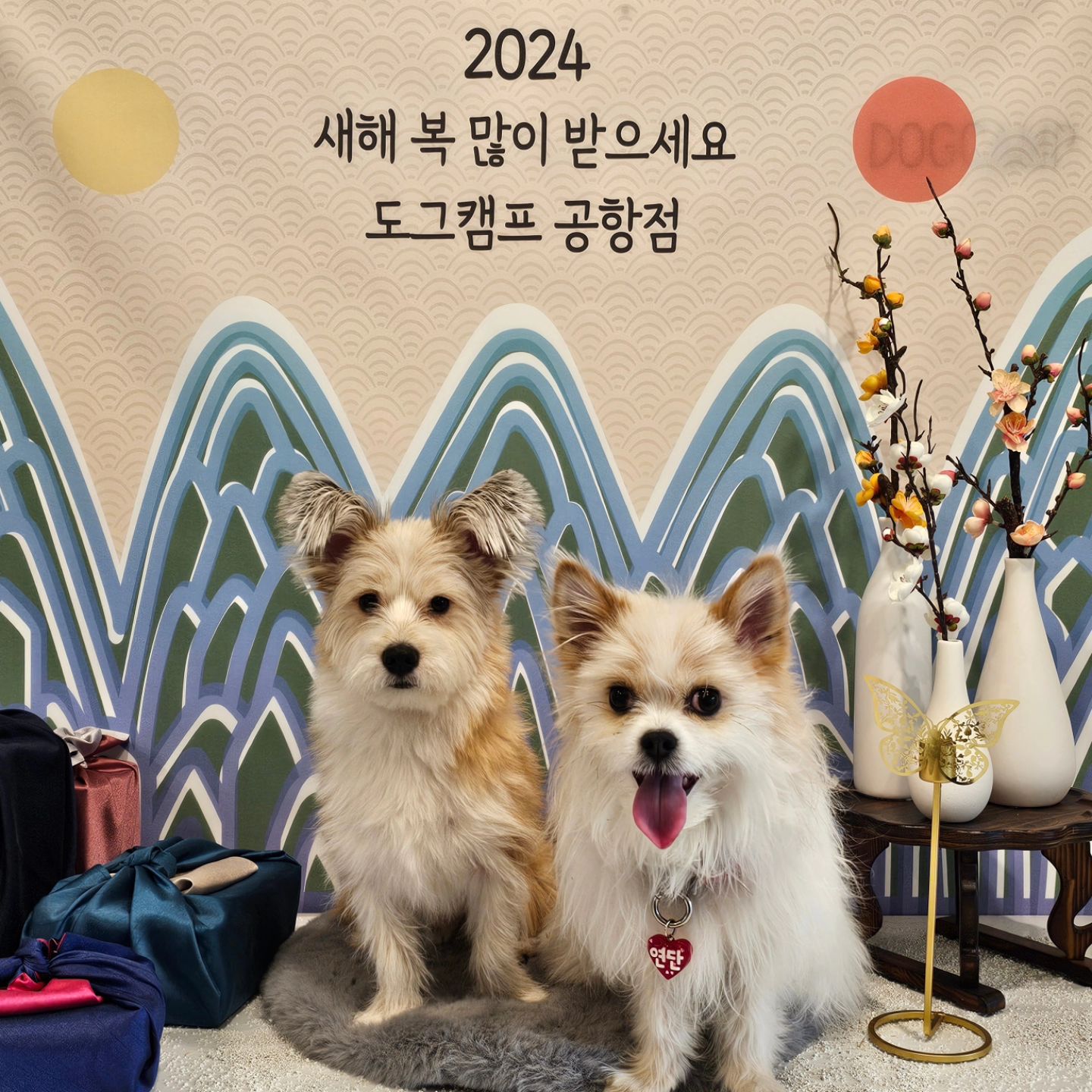 연단누나랑 신나게 놀았습니다❤️
#도그캠프공항점