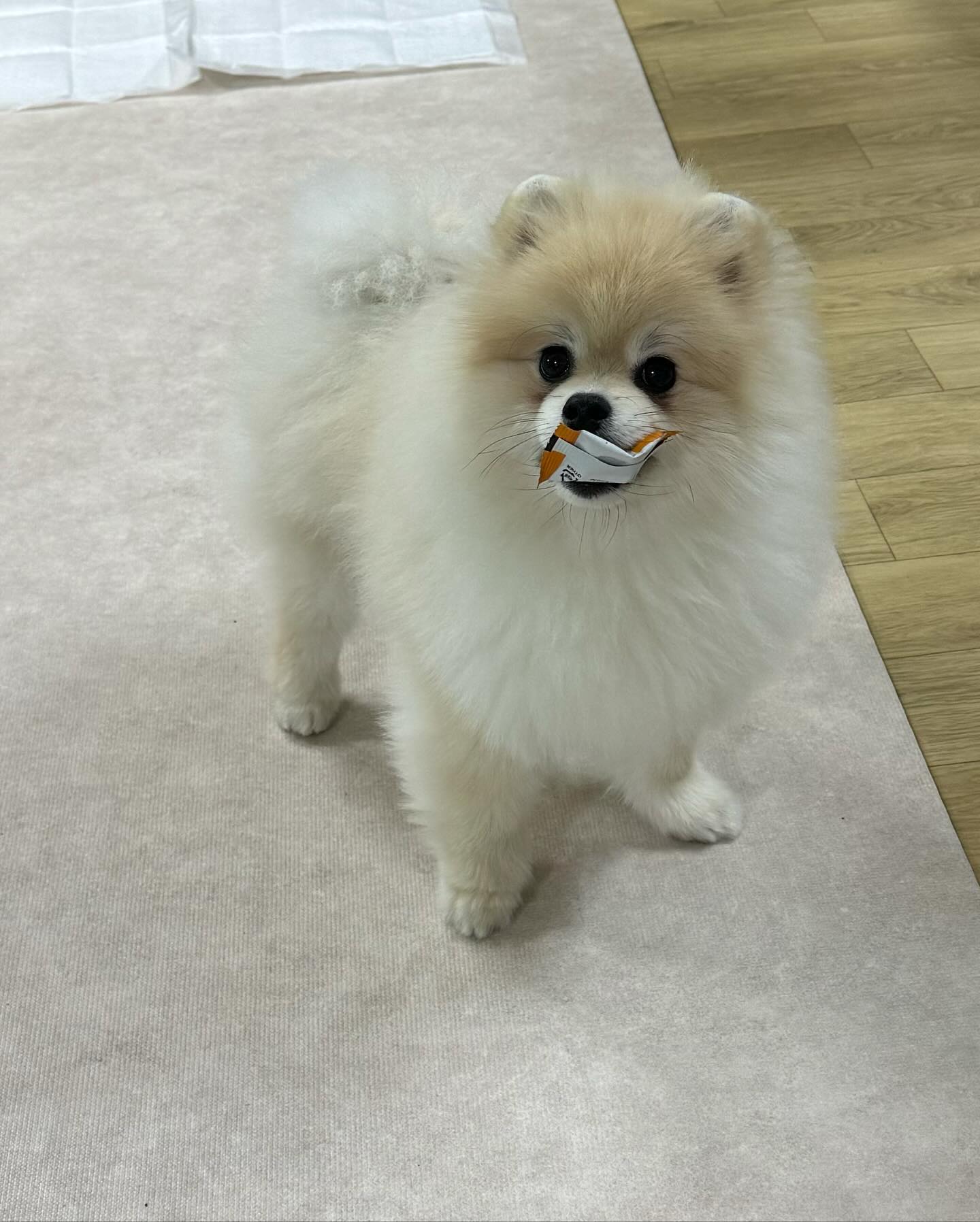 요즘 눈물이나 눈곱, 안구질환으로 고생했던 친구들 주목👋🏻👋🏻

호두네는 빗질 하다가 눈을 긁힌 적이 있었어 .. 이런 우리를 위해 
“큐어바이케어“에서 눈 영양제를 출시했어!! 
근데 효과가 너무 좋아서 친구들에게 너무너무 소개시켜주고 싶었어 
지금 급여한지 2주 정도 되었는데 눈물이 정말 많이 안나 .. 진짜 안나 냄새도 안나 !!!!!!!!!!! 얘두라 진짜 속는셈 치구 함 먹어봐..💓💓 제발 ㅠㅠㅠ 

사이트에 들어가면 제일 먼저 보이는 문구가 
‼️”사람이 먹는 제품보다 더 엄격하고, 더 신중하게 만들었습니다“‼️야 

이런 문구라니 나는 더 안전성이 느껴져서 좋았던 거 같애 

  이 제품에 대해 호두가 간략히 설명해볼게 
-기호성이 높아 간식 대용으로 간편하게 급여 가능 
-위생적인 개별 포장
-밀크시슬,사과,브로콜리 함유로 눈물자국 및 냄새 완화에 도움을 줌 
-빌베리, vita A로 눈 피로회복, 눈 시력 기능 강화에 도움을 줄 수 있음 
-강황,황태 함유로 면연력 향상에 도움을 줄 수 있음 
-균형잡힌 성분으로 간 건강과 노폐물의 올바른 배출을 도와 눈물자국 개선에 도움을 줌
-턱이 작은 소형견, 고양이 치아와 잇몸이 약한 노령 반려동물도 쉽게 먹을 수 있는 간편한 커팅라인 
-댕댕이,냥냥이 모두 사이좋게 급여 가능 
 
게다가 개별포장에 기호성도 좋고 쉽게 베어먹을 수 있어서 사료토핑으로도 왕추천!👍🏻
호두는 효과를 크게 봐서 눈물자국이나 눈물, 안구질환으로 고민하는 친구들은 꼭 먹어봤으면 좋겠어!! 

##큐어바이케어 #코어서플리포펫아이즈 #강아지눈영양제 #고양이눈영양제 #애견눈영양제 #펫눈영양제 #펫피 #펫피체험