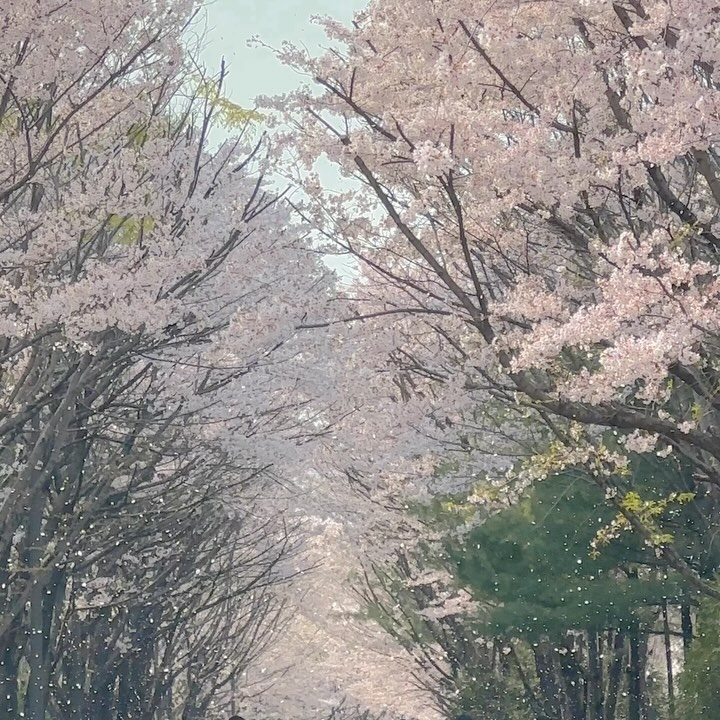 🌸
벚꽃비까지 야무지게 즐김✌️
.
.
.
#밀려버린일기