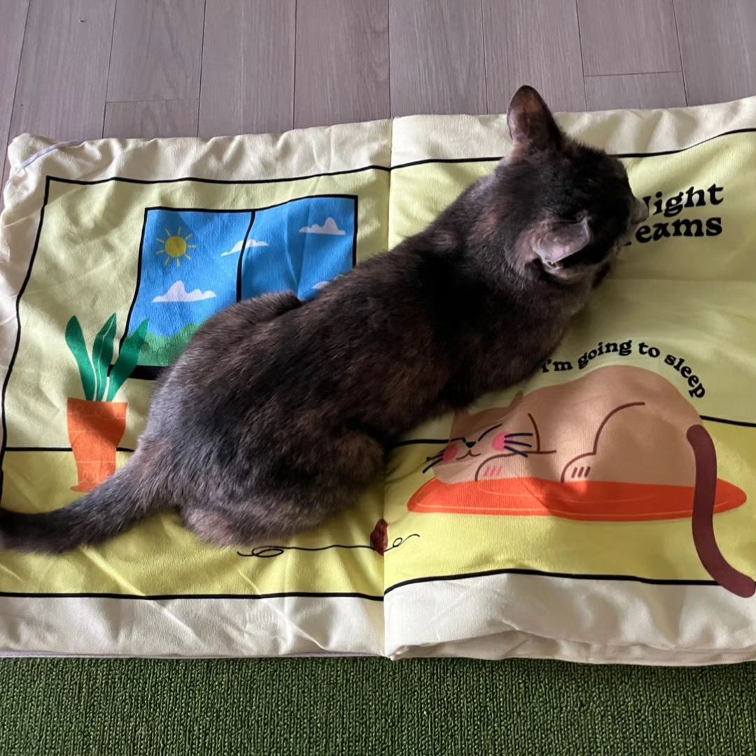 콩설이는 열공중!
우리 큰 꽁주가 좋아할 줄 알았지🩷

#집사 #고양이