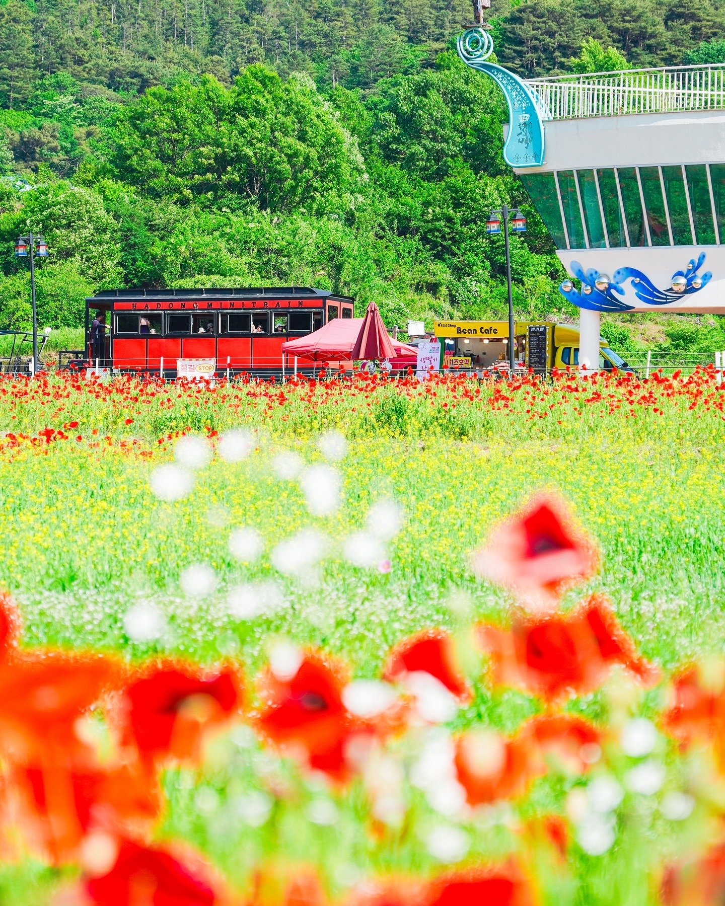 3주 전에 한 꽃구경!
경남 하동 북천 양귀비 축제 첫날이었는데
이걸 이제서야 올리네요......🌹
