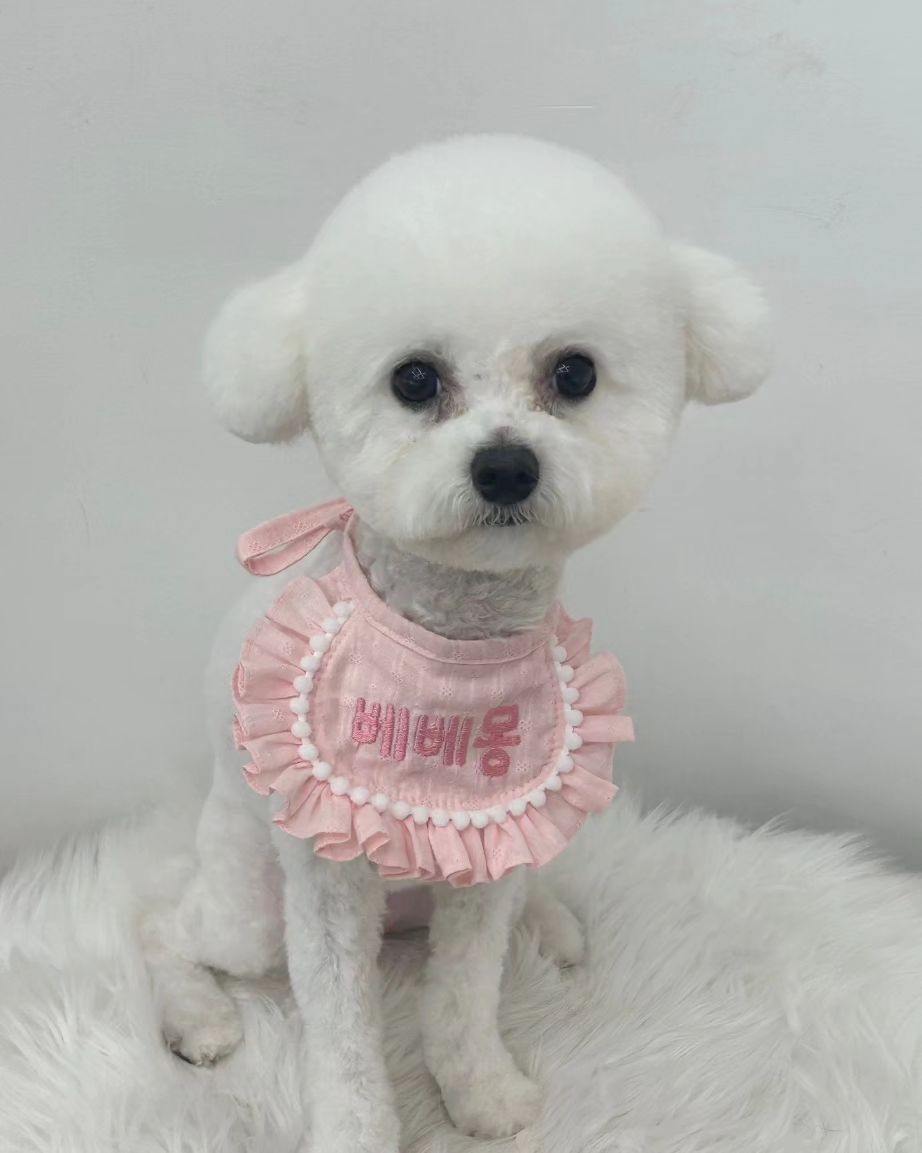 너무 이쁘고 귀엽🥹
우리 인순이❣️
.
.
.
#비숑 #강아지 #황인순 #귀염둥이 #심쿵