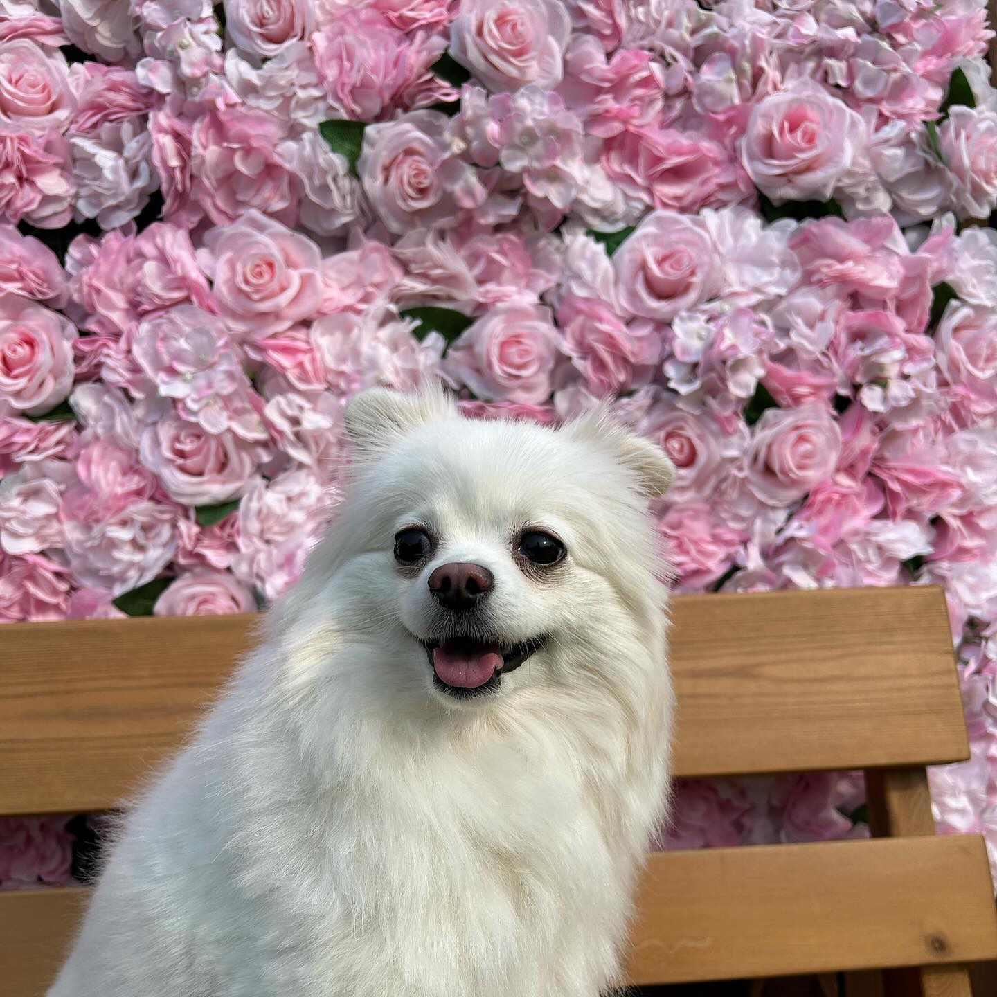 울 첫찌공주 🐶