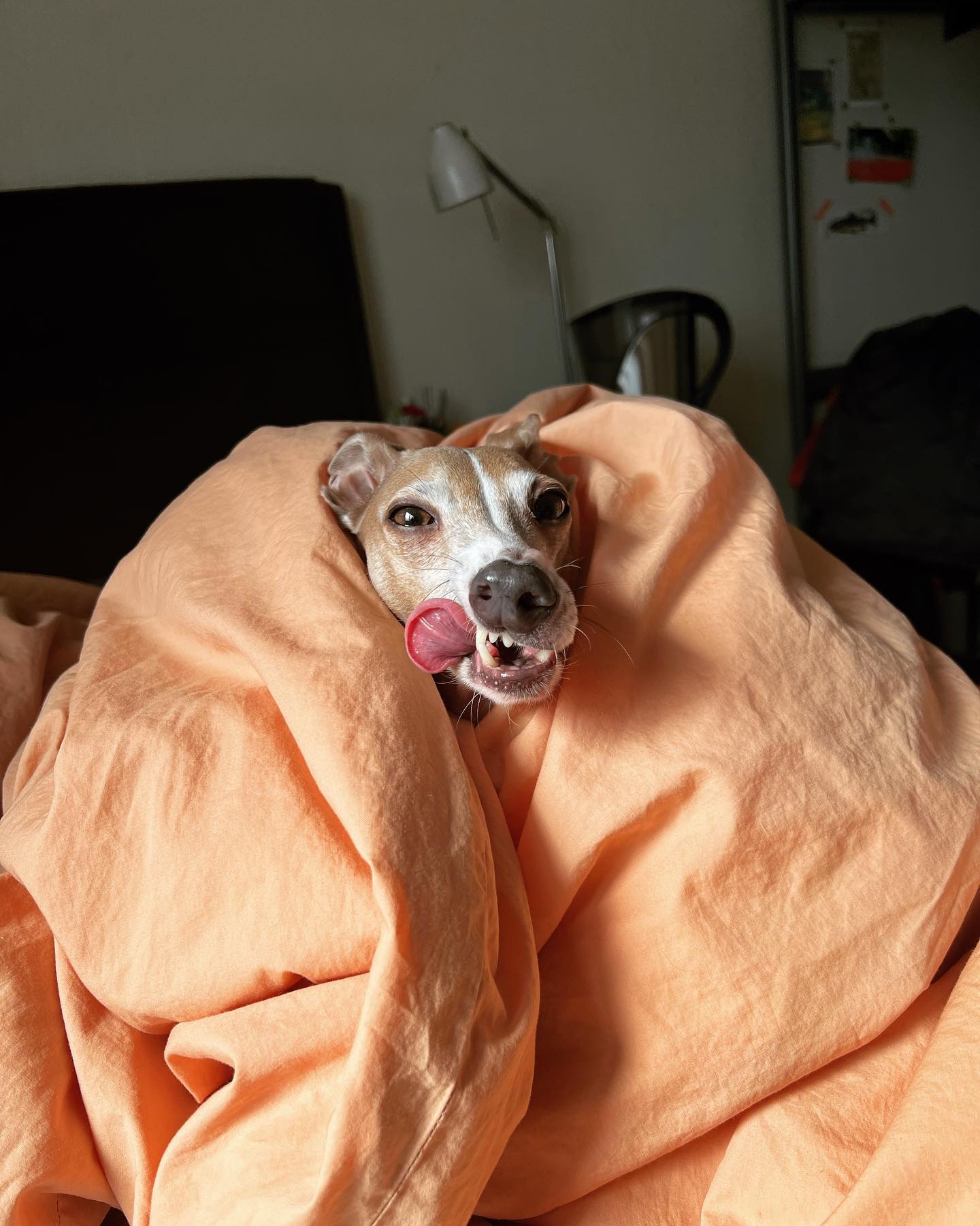 치룹 

#오늘의베스트
#매일매일귀여워
#아이쥐
#이탈리안그레이하운드
#italiangreyhound
