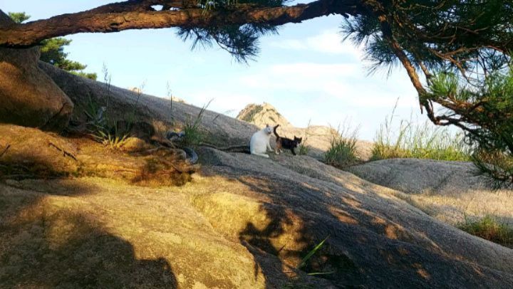 고양이들 밥주고왔어요⛰️
#북한산 #원효봉 #원효봉고양이 #고양이 #등산