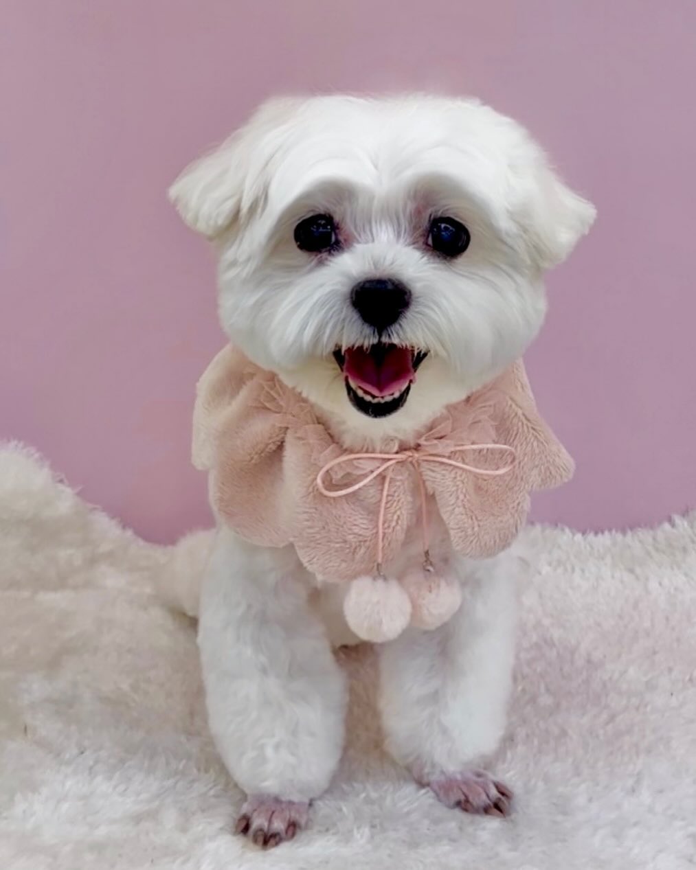 귀여워🐶🫶🏻