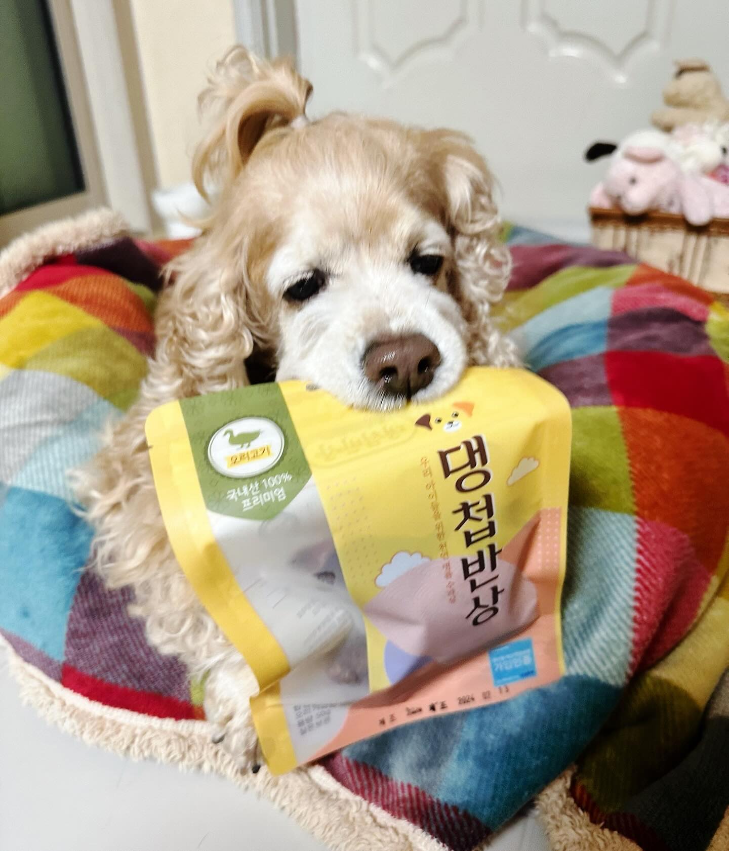 #협찬 daengceobbansang pet.p_review
댕첩반상 - 오리고기 져키

정성을 담아 수제로 만들어 안심되는 간식💛
댕첩반상은,
💟 오리, 소, 닭, 황태 가 있어요! 
코코는 오리고기를 먹어 보았는데~
국내생산한 오리고기를 사용 했어요.😋
사진 촬영때부터 빨리 달라고 난리를쳐서 정말 힘들었어요 ㅋㅋ
맛있는 향이 솔솔 미친듯이 먹네요 ㅋㅋ
기호성도 좋고 수제로 만들어 우리아이에게 
안심하고 급여할수 있는 간식이랍니다. 🐶🐾

✅최상의 원재료 순수 내추럴 원료만 100% 
✅글루텐,부산물,색소,방부제,첨가제 ❌
✅휴먼그레이드 강아지 간식
✅HACCP 인증을 받은 신선한 원재료

📌닭가슴살, 오리가슴살 - 국내생산
📌소고기 - 청정 호주산
📌무염 황태채 - 무염100%

#댕첩반상 #강아지수제간식 #강아지간식 #반려용품 #애견용품 #펫피 #펫피체험단
#강아지모델#코카스파니엘#댕댕이#댕팔#댕팔맞팔#집사#소통#집사소통#반려동물동반#개스타그램#댕스타그램#부산코카