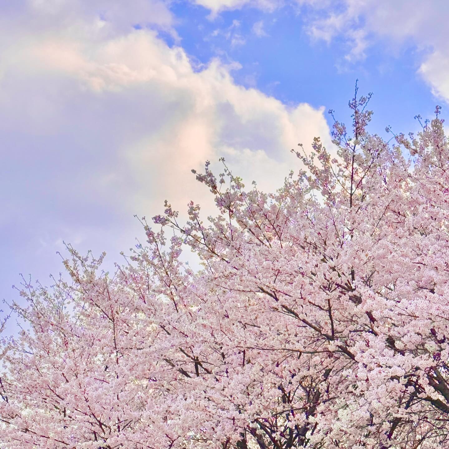 🌸
같이 꽃보러 갈 시간이 오늘 밖에 없구
이번주 지나면 벚꽃 피크가 다 지나버리기에
얼른 답사하러 출동 ㅎㅎ😎
이라기엔 출발하기 3시간 전에 답사 ㅋㅋㅋㅋ
그래도 이만하면 큰 발전이징😊😊😊

많은 후보 중에 5군데 골라서 빠르게 둘러보며
오래된 벚꽃나무가 있는 주차 편하고 걷기 편하고
사람 적당하면서 멀지 않은 곳으로...
시부모님+도련님네+우리가족 까지!! 모두가 갈만한 곳으로!!!

세종 살면서 이야기만 듣고 처음 가봤는데
이렇게 이쁜 곳이 있었다닝🌸

벚꽃 덕분에 함께 추억할 이야기 차곡차곡 쌓고
다음주엔, 내년엔 또 어디로 떠나볼까
벌써 설레고 기대하는 중 🩷

#행복한하루 #벚꽃 #모두 #떠나세요
#🌸 #🩷
⠀
⠀
⠀
