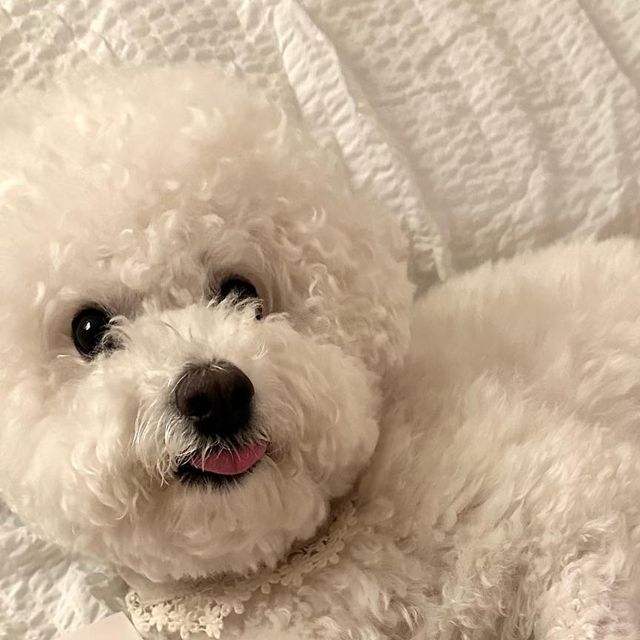 조랭_제림 on Instagram: "#광고 #제품제공 #햄프씨드오일 100% 호주 청정지역에서 자란 햄프씨드를 냉압착식 추출방법으로 안전하게 만든 [펫 푸드 오스트레일리아]의 [햄프씨드 오일] 🤎 @pfa.kor